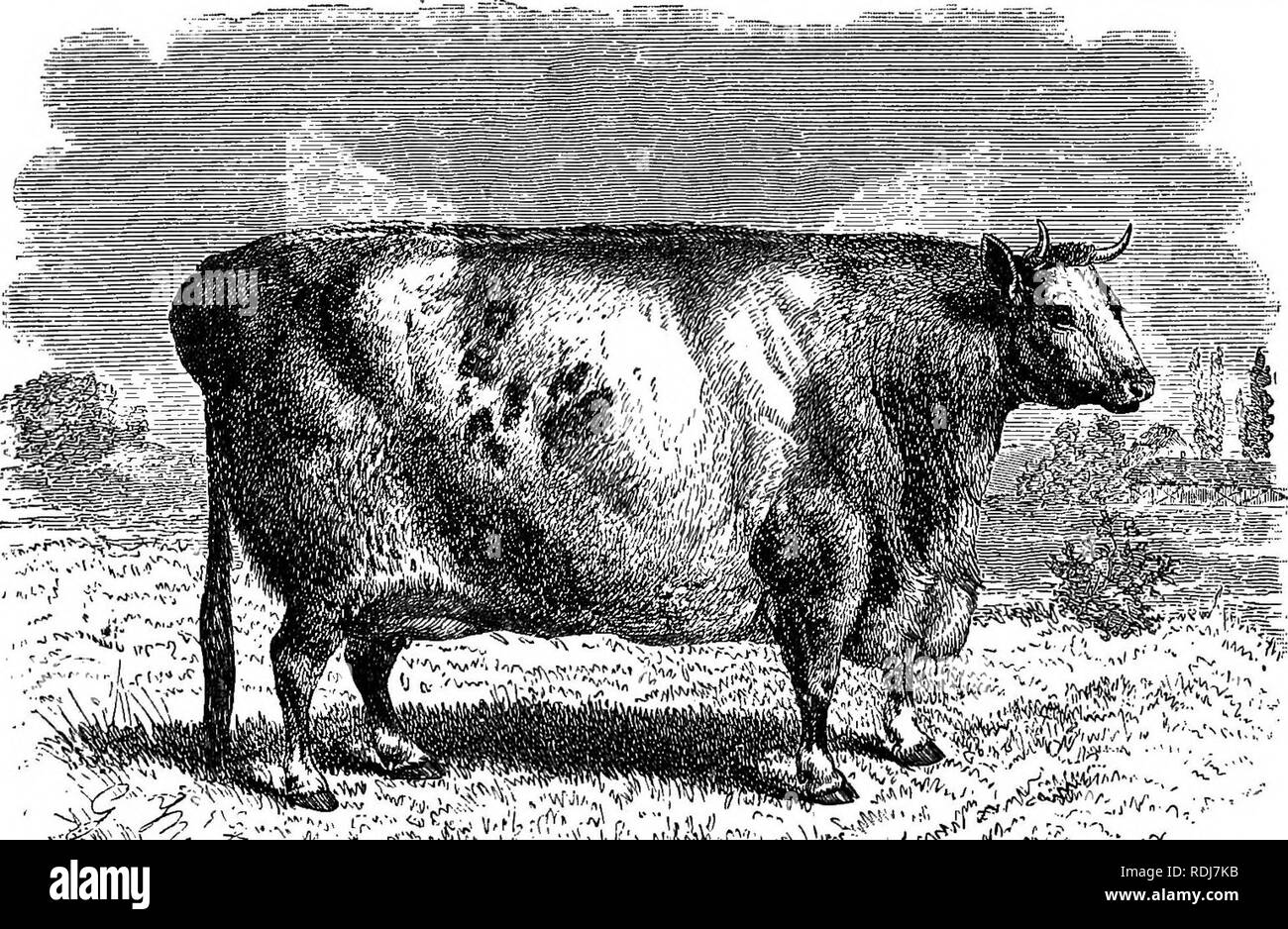 . Gli animali del mondo. Brehm la vita degli animali;. Mammiferi. 484 LA ANIMALI BIUNGULATI. Durante la grave, lungo inverno si trovano alcuni pro- tezione contro i temporali sul lato sottovento di un cumulo di terra buttata fino a rompere il vigore del congelamento i venti prevalenti. Se un tale cumulo è fornito con un misero pezzo di tetto su un lato, è considerato un eccellente stabile. Tra queste mandrie di bovini occupano il primo posto nel punto di num- ber, e naturalmente hanno molti vantaggi rispetto agli altri: sono hardier e non muoia in modo facilmente nelle tempeste di neve che svolgono tale terribile strage tra il Hors Foto Stock