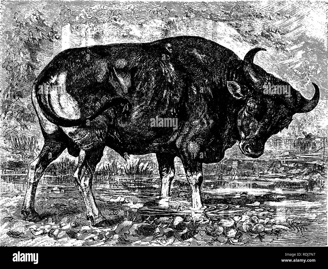 . Gli animali del mondo. Brehm la vita degli animali;. Mammiferi. 478 i biungulati. Il domicilio della gamma del Gaur è grandemente ex- delcarrello tendeva. Ovunque nel paese è di Gaur. boscosa, zone montuose o collinari- char acter, tuttavia robusto il distretto può essere, si trova su tutto il territorio che si estende dall'estremità meridionale dell'India per l'Himalaya e verso est attraverso Assam e Chittagong di Burmah e sulla penisola: la malese. Un fittamente coltivate deserto costituito da impenetrabili boscaglie di viti selvatiche e di felci e freni di bambù, nonché erboso, denso fores primordiale Foto Stock