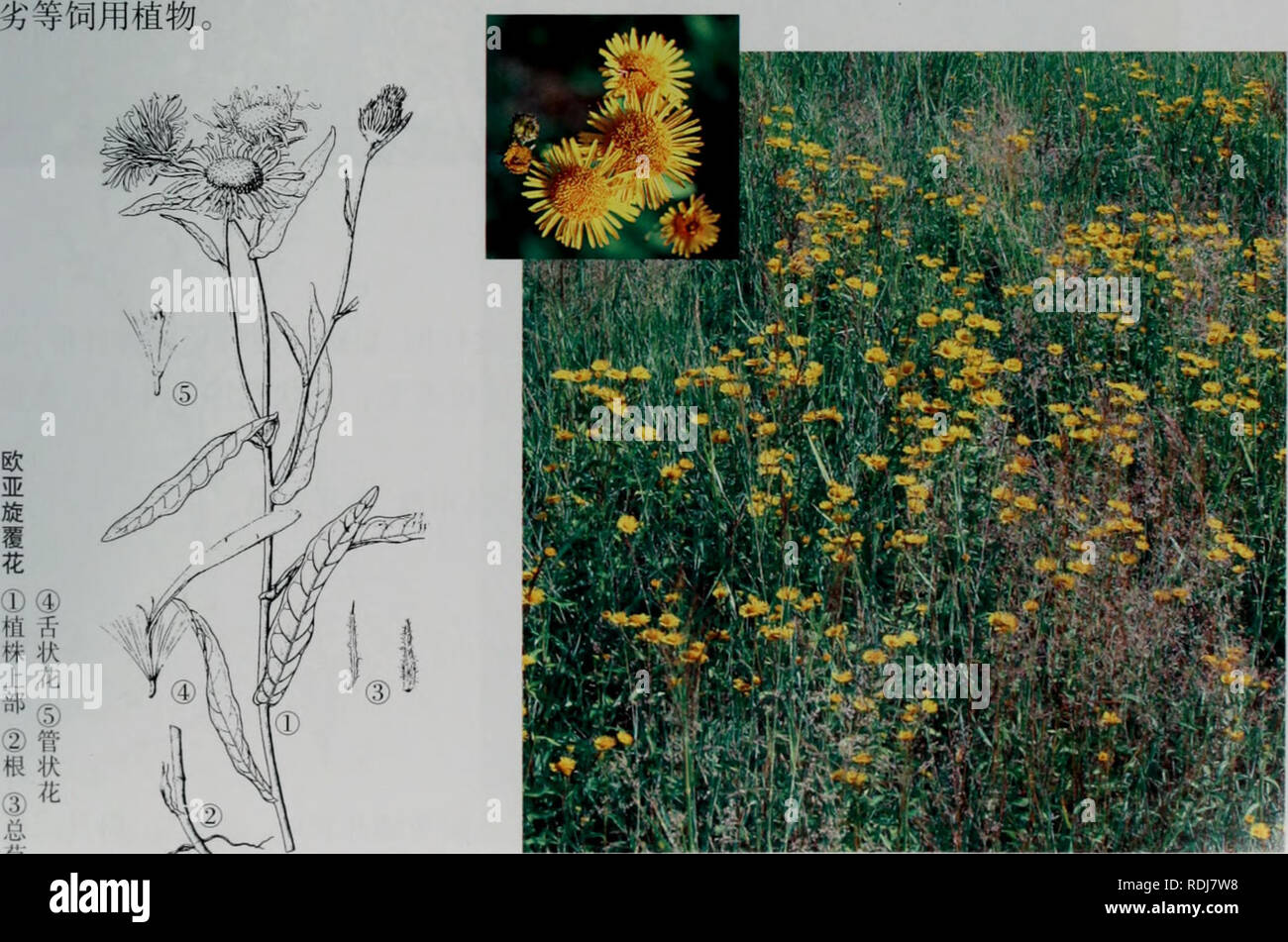 . E Er Duo Si zhi wu zhi. botanica. 1.ae¬§äºaeè¦è± Inula hritanicci L. å"åaeè¦è±ãå¤§è±aeè¦è±ãéae²'è å½¢aeç¹å¾å¤å¹'çèae¬ï¼é"20-70rmãae ¹ç¶èç-ï¼ae¨ªèµ°aeaeåãèç"ç"ï¼åçae2-3ä'ªç° çï¼ä'é¨aeåaeï¼ç¨ä'åaeãåºçå¶åä'é¨å¶å¨è±aeå''ae¯èï¼é¿ae¤-åå½¢aeae"éå½¢ï¼ä'é¨ae"ç- aeç-aeaeé¿aeï¼ä'-é¨å¶é¿ae¤-åå½¢ï¼é¿5-11cmï¼å®½0.6-2.5cmï¼å ç"¯éå°aeae'å °ï¼åºé¨å®½å¤§ï¼å¿ å½¢aeaeè³ï¼åae±èï¼è¾¹ç¼aeå ·å °å °å¤'ççaeµ é½ aeè ¿¿å ¨ç¼ï¼ä'é¢ae ae¯aeè¢"çä¼ae¯ï¼ä'é¢å¯è¢"ä¼ aeae¯åè ºç¹ï¼ä'é¨å¶ae'å °ãå¤'ç¶è±åº1-5ä'ªçäºèé¡¶aeaeç"¯ï¼ç'å¾2.5-5cm;è±åºae¢é¿ l-4cm ï¼èå¶ae¡ç¶ae"éå½¢ï¼ae"èåçå½¢ï¼ç'å¾1.5-2.2cm ï¼ae"èç4-5å±ï¼å Å¤±è ae¡ç¶ae"éå½¢ï¼ å ç"¯é¿ae'å °ï¼åºé¨ç¨å®½ï¼èè'¨ï¼è¢"é¿aeae¯ãè ºç¹åç¼ae¯ï¼å å± Foto Stock