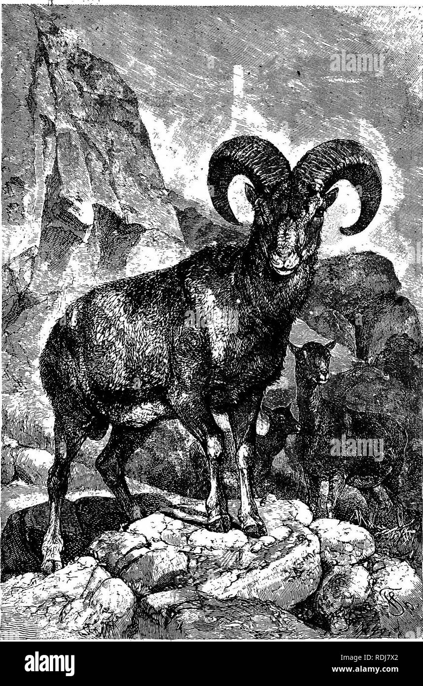 . Gli animali del mondo. Brehm la vita degli animali;. Mammiferi. 460 i biungulati. Pecora selvatica di quasi tutte le specie selvatiche può te "addomesticare facilmente cupole- senza particolari difficoltà e trattenere ticated. loro vivace disposizione almeno attraverso diverse generazioni, e come una regola razza in cattività. Essi diventano sinceramente attaccato a quelle persone per le quali essi devono guardare.per il loro sostentamento e cura, rispondere alle loro chiamate, sono appassionato di carezze e possono diventare così accuratamente il tame che uno è in grado di inviarli al pascolo con altri animali domestici, senz a^-{neifjjattemptirig di trarre profitto da tali favorab Foto Stock