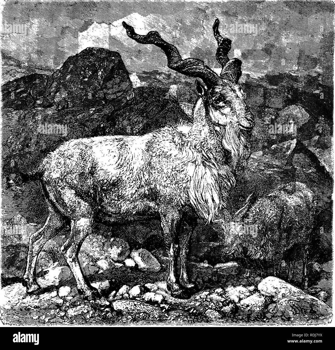 . Gli animali del mondo. Brehm la vita degli animali;. Mammiferi. 454 i biungulati. e arrotondata o arcuata sul lato esterno. In me- dium dimensionato gli animali hanno spesso misurare verso l'alto di sedici pollici e più del doppio rispetto a questo, la dimensione in vecchi individui. A partire dalla base essi sweep indietro in un audace e curva diretta e nella vecchia maschi descrivere quasi un semicerchio. Essi sono accostate in corrispondenza delle loro basi, si divaricano gradualmente per più di metà della loro lunghezza, e per il resto della loro lunghezza alle loro estremità curva arditamente in avanti e verso l'interno. I nodi o anelli trasversali sul hor Foto Stock