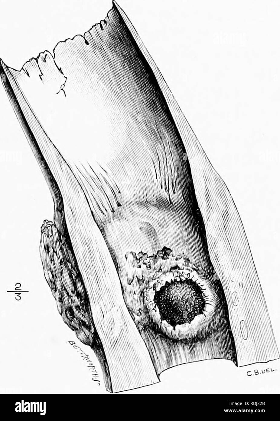 . L uomo e la bestia in Etiopia orientale : Dalle osservazioni fatte in British East Africa, Uganda e Sudan . Storia naturale; i popoli indigeni; Etnologia. XXXI AVORIO 403 in Gran Bretagna il l)est avorio è utilizzato per la realizzazione di biliardo l)alls, l)ut tlie più grande zanne bouglit sono per il mercato americano. Il cinquanta per cento di avorio importati in America è utilizzato per i tasti di pianoforte e in India per la realizzazione di bracciali. Il miglior zanne fetch in un mercato aperto .£68-£70 per hundredweiglit. Una visita a un. Sfera di ferro sporgente nella camera di piilp di un elefante il brosmio. (Museo del Royal College of Surgeons, en Foto Stock