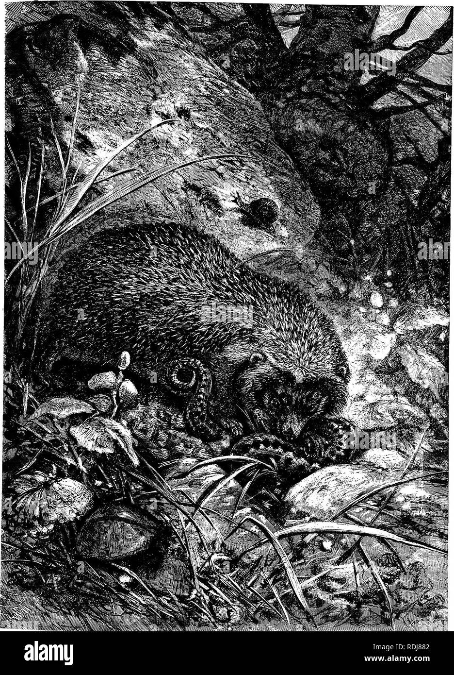 . Gli animali del mondo. Brehm la vita degli animali;. Mammiferi. La H£ OG£S0G. Un animale molto familiare per i cittadini europei e che possedeva peculisr charaeUiTttiis, è t!,. Ig hi, h g 11= metodo di difesa contro gli attacchi, mediante laminazione stesso in una palla rotonda che presenta solo spine taglienti al enSrnies' assalto, è ben noto. Un altro famoso e utilizzare- 'Ul caratteristica del riccio è la sua audacia nell'attaccare i rettili velenosi. La foto mostra un porcospino alacremente impiegato in una lotta con un sommatore, che è circa la spedizione con un morso sulla testa velenosi. La lumaca, strisciando lentamente fino t Foto Stock