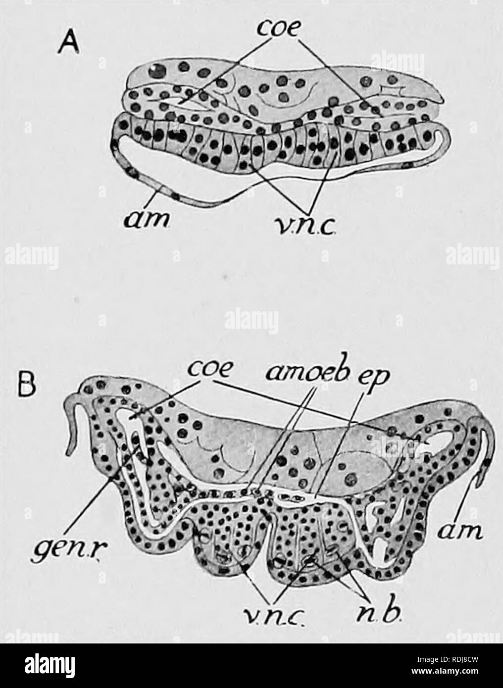 . Libro di testo di embriologia. Embriologia. 256 INVEETEBEATA CHAP. sac i muscoli del corpo. La parete interna di questa regione viene convertito in una massa di cellule che sono in qualche modo collocati in modo lasco, i loro nuclei perdono la loro cromatina e gocce di grasso sono depositati nei corpi delle cellule. Questa massa è il rudiment del bianco scintillante corpo grasso in modo char- acteristic di insetti (/.&amp;, Fig. 208). Alcune celle di questo corpo grasso get loose nel coelomic sac e tendono a soffocare. Nel caso in cui la parete esterna del sac passa verso l'interno, in corrispondenza del suo margine superiore, peculiare celle denominato " cardioblasts " sono Foto Stock