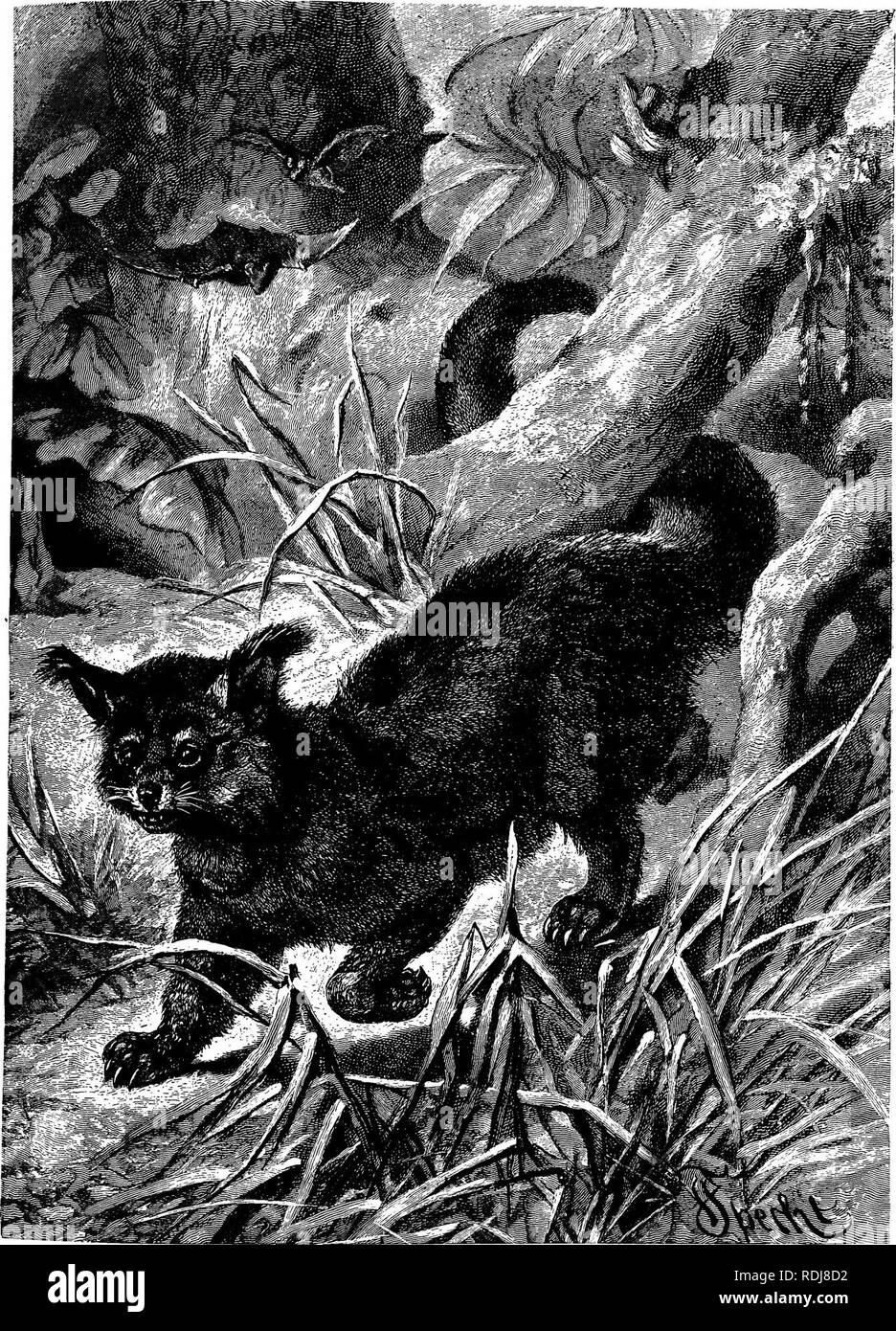 . Gli animali del mondo. Brehm la vita degli animali;. Mammiferi. Il BINTUBONG. - Questo è un animale di tali diverse caratteristiche che è difficile da classificare. Ha orecchio-ciuffi come una lince, i suoi artigli sono parzialmente retrattile come quelli di un gatto, ha una coda prensile come alcune delle scimmie americane, ha molto nella sua struttura che ricorda quello del Civet famiglia, con cui esso è posto da alcuni naturalisti, ma è un po' goffo e lento e ha molti tratti del Bear Famiglia, con i quali è generalmente classificata. È- ippropriately raffigurato in una foresta tropicale, per è un arboricolo Foto Stock