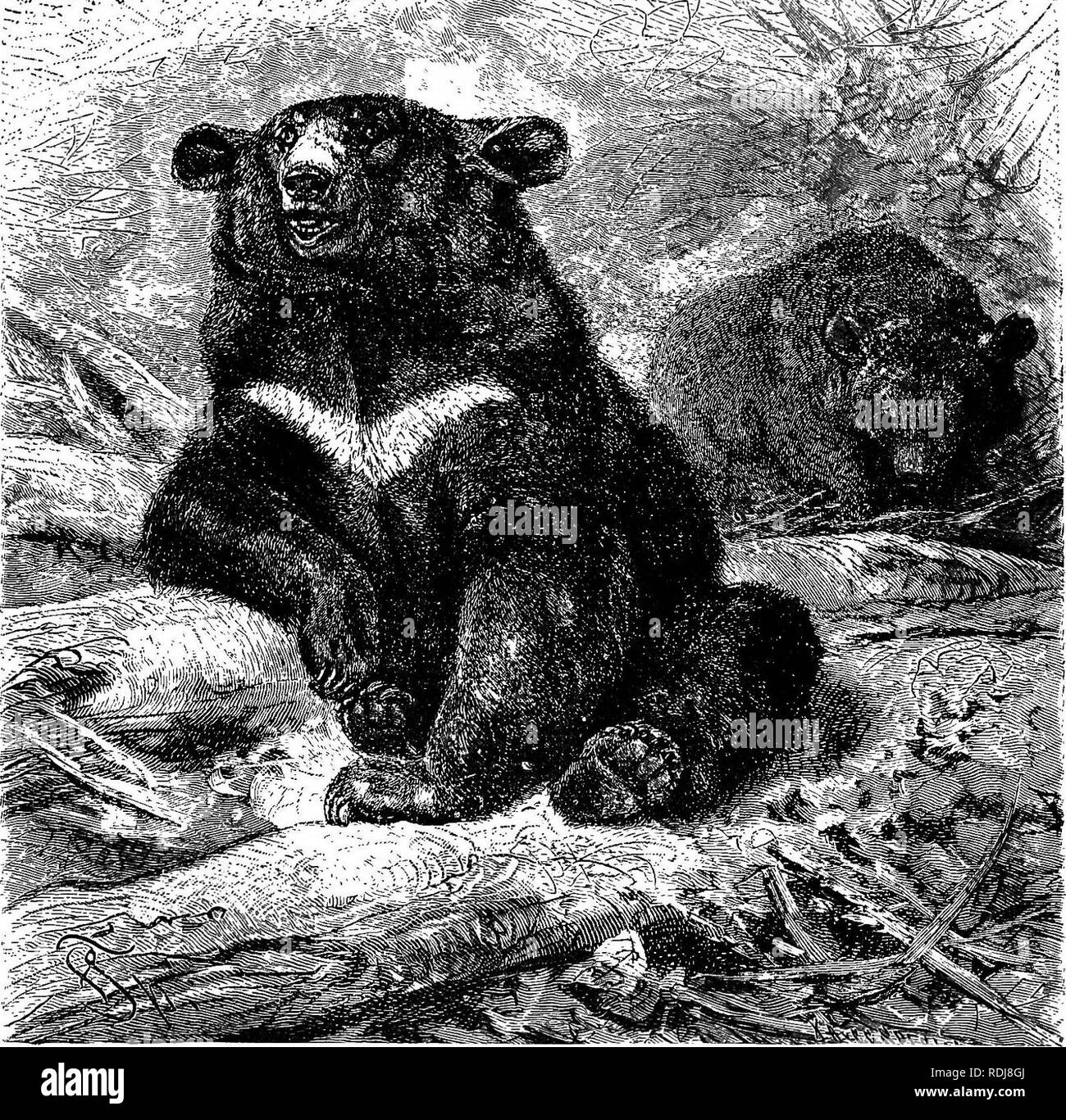 . Gli animali del mondo. Brehm la vita degli animali;. Mammiferi. Il Bear Famiglia-Black Bear. 253 abbondanti, riguarda il modo in cui i padroni di casa si è comportata in presenza di un orso che aveva appena ucciso. "Direttamente dopo la sua morte, tutti gli indiani si avvicinò a lui specialmente la donna abbiamo chiamato ' vecchia madre." Lei ha preso la testa dell'animale nelle sue mani, diedero dei colpetti leggeri e ripetutamente la baciò e ha chiesto perdono mille volte, assicurando l'Orso morto che non era gli Indiani che avevano ucciso, ma che un inglese era stato colpevole di tale male andando. Questa cerimonia non dura molto presto per la scuoiatura e d Foto Stock