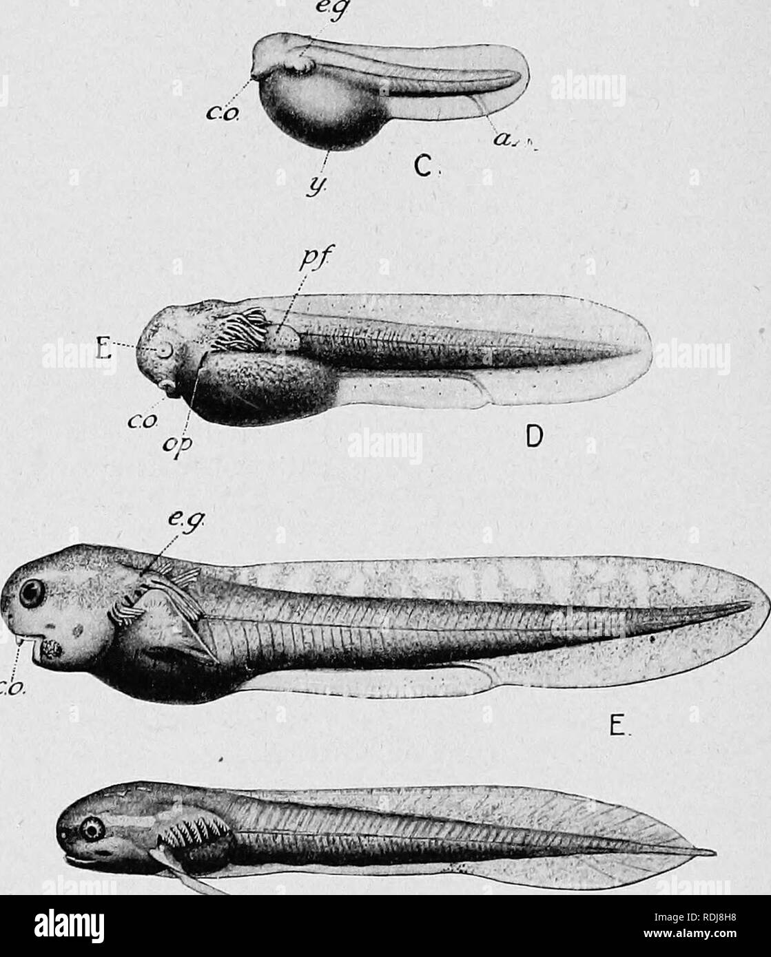 . Libro di testo di embriologia. Embriologia. 430 embriologia dei vertebrati inferiori oh.. Si prega di notare che queste immagini vengono estratte dalla pagina sottoposta a scansione di immagini che possono essere state migliorate digitalmente per la leggibilità - Colorazione e aspetto di queste illustrazioni potrebbero non perfettamente assomigliano al lavoro originale. MacBride, E. W. (Ernest William), 1866-1940; Kerr, John Graham, 1869-; Heape, Walter, 1855-1929. Londra : Macmillan Foto Stock