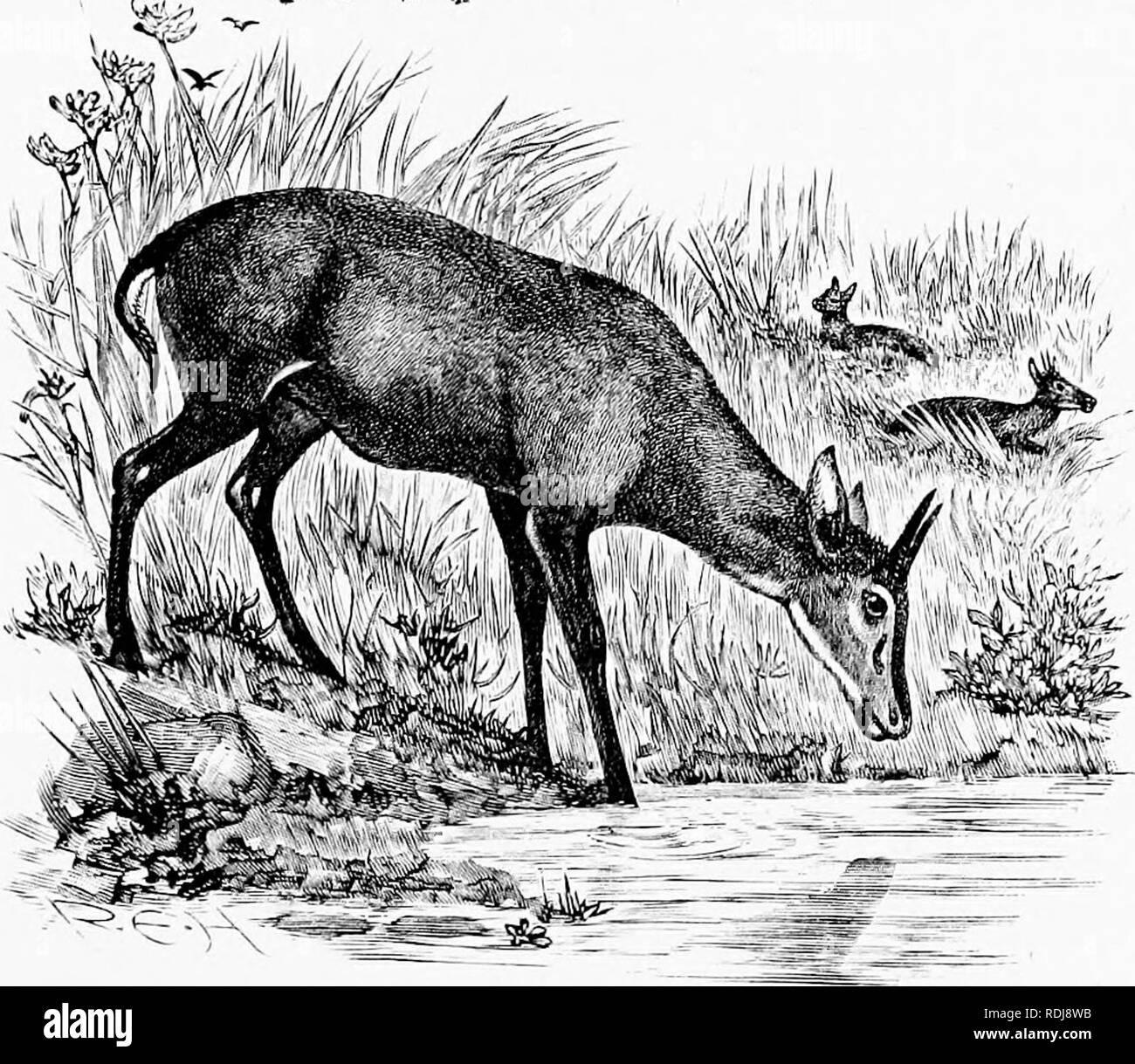. L uomo e la bestia in Etiopia orientale : Dalle osservazioni fatte in British East Africa, Uganda e Sudan . Storia naturale; i popoli indigeni; Etnologia. GNUS E DUIKERS 303 topi è tlie somalo di nome di un antilope intermedio nella dimensione e la bruttezza tra GNU e la liartel:)eest; esso vive nell'uomo Highlands. La pelle dei topi presenta lucida riflessi viola come il fiore su un maturo prugna. La curva di curioso delle sue corna entrambi nel maschio e nella femmina è un più sorprendente caratteristica specifica.. Un fluike il tojDi non si verificano in allevamenti di grandi dimensioni come la kongoni, ma venti o trenta maggio Foto Stock
