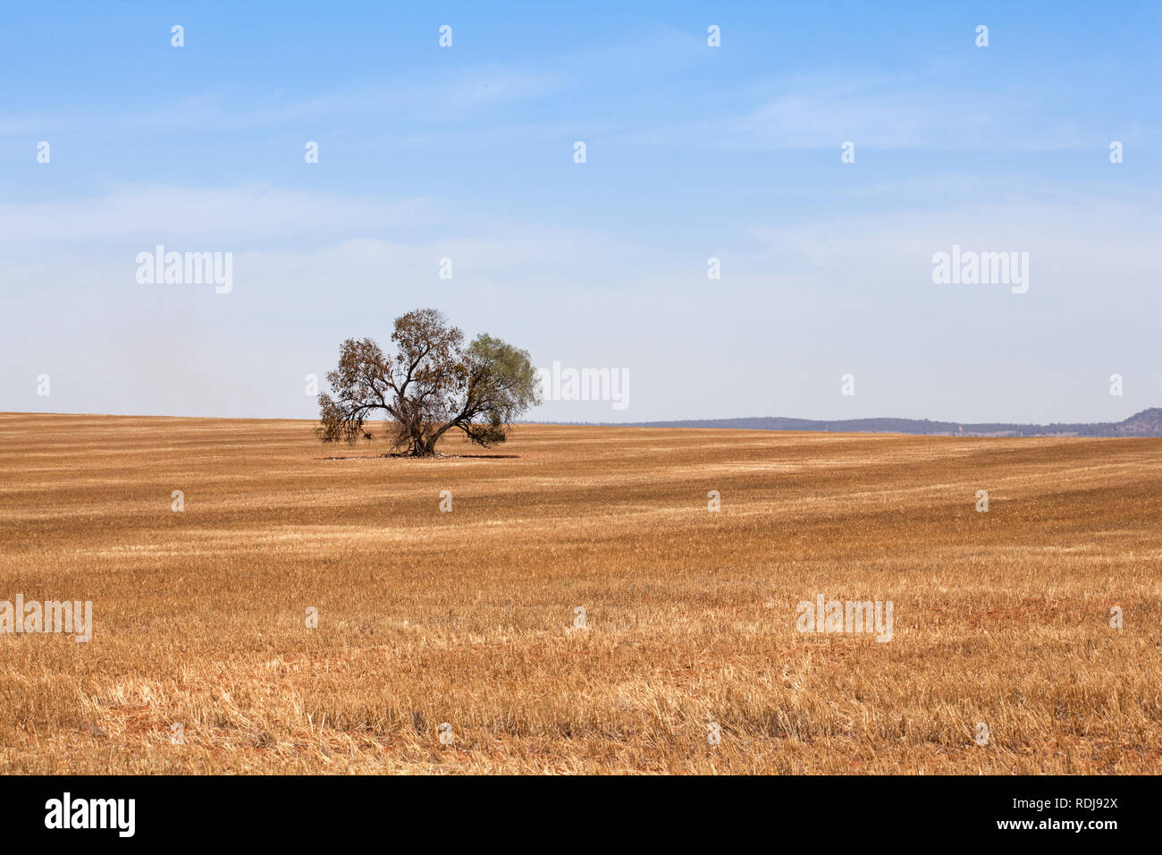 Gli ettari (acri) di oro da stoppie appena raccolto mietuto circondano un singolo albero e mostra la vastità della campagna. Foto Stock