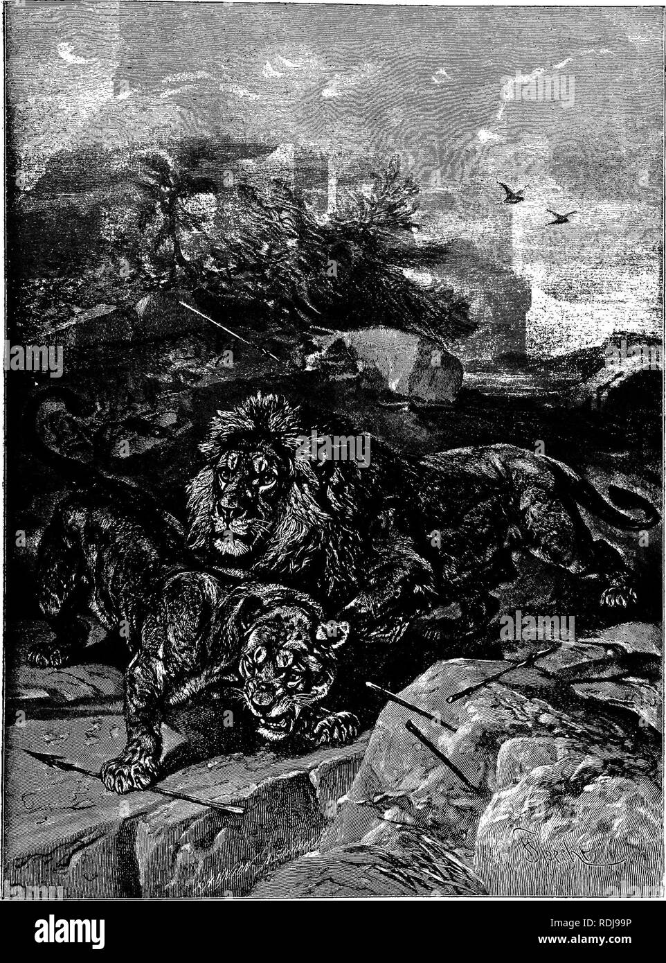 . Gli animali del mondo. Brehm la vita degli animali;. Mammiferi. aMn LA BABBABT LION che cercano la loro preda nel pomeriggio o in serata il leone e la leonessa a trascorrere il giorno dormendo nel loro tana. Nella foto sono rappresentate come svegliarsi dal loro sonnecchia dalle frecce del secreto nemici, uno dei quali ha pascolato il slcin della leonessa che è rappresentata nell'atto di roaring. Entrambi sono bewUdered nonché su tutte le furie e cadrà una facile vittima per la pioggia di frecce e proiettili che seguiranno. (Fehs Uo bar- bams.) (109). Si prega di notare che queste immagini vengono estratte dalla pagina sottoposta a scansione immagini t Foto Stock