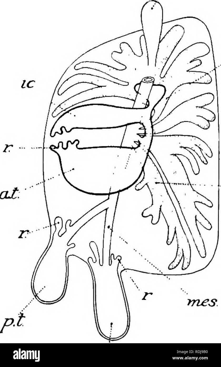 . Libro di testo di embriologia. Embriologia. Ill AIE-SAC 165 ,EI E4 l'aria-sac rudimenti spuntano fuori (Fig. 92) dalle principali cavità polmonare-cervicale dal primo entobronchus, il interclavicular e toracica anteriore congiuntamente dal terzo ento- bronco, la sezione posteriore toraciche e addominali da meso- bronco. In seguito ulteriori comunicazioni secondario tra l'aria-sac cavità e la cavità polmonare sono stabiliti (tranne nel caso della cervicale air-SAC) per mezzo dei ricorrenti nei bronchi di Juillet. Questi si verificano nei polli ordinario circa il decimo giorno di incubazione Foto Stock