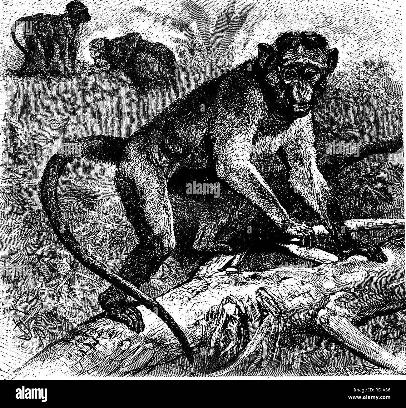 . Gli animali del mondo. Brehm la vita degli animali;. Mammiferi. 36 di scimmie e di babbuini. con la sua sempre trovato la piccola scimmia pronto a difendere il suo in caso di necessità, seduto sulla sua spalla o in grembo. Una volta che la sua padrona era molto malato e l'animale divenne triste e malinconico e si sono seduti per ore alla porta del malato-camera, demand- ing ammissione. Dopo diverse settimane aveva lasciate in, quando ella immediatamente saltato sul letto, mettere le braccia intorno a mia moglie del collo, emettendo un plaintive poco sana, e potrebbe non essere portato via di nuovo. Muido vocali di " Questa piccola scimmia era molto ampia Accompl Foto Stock
