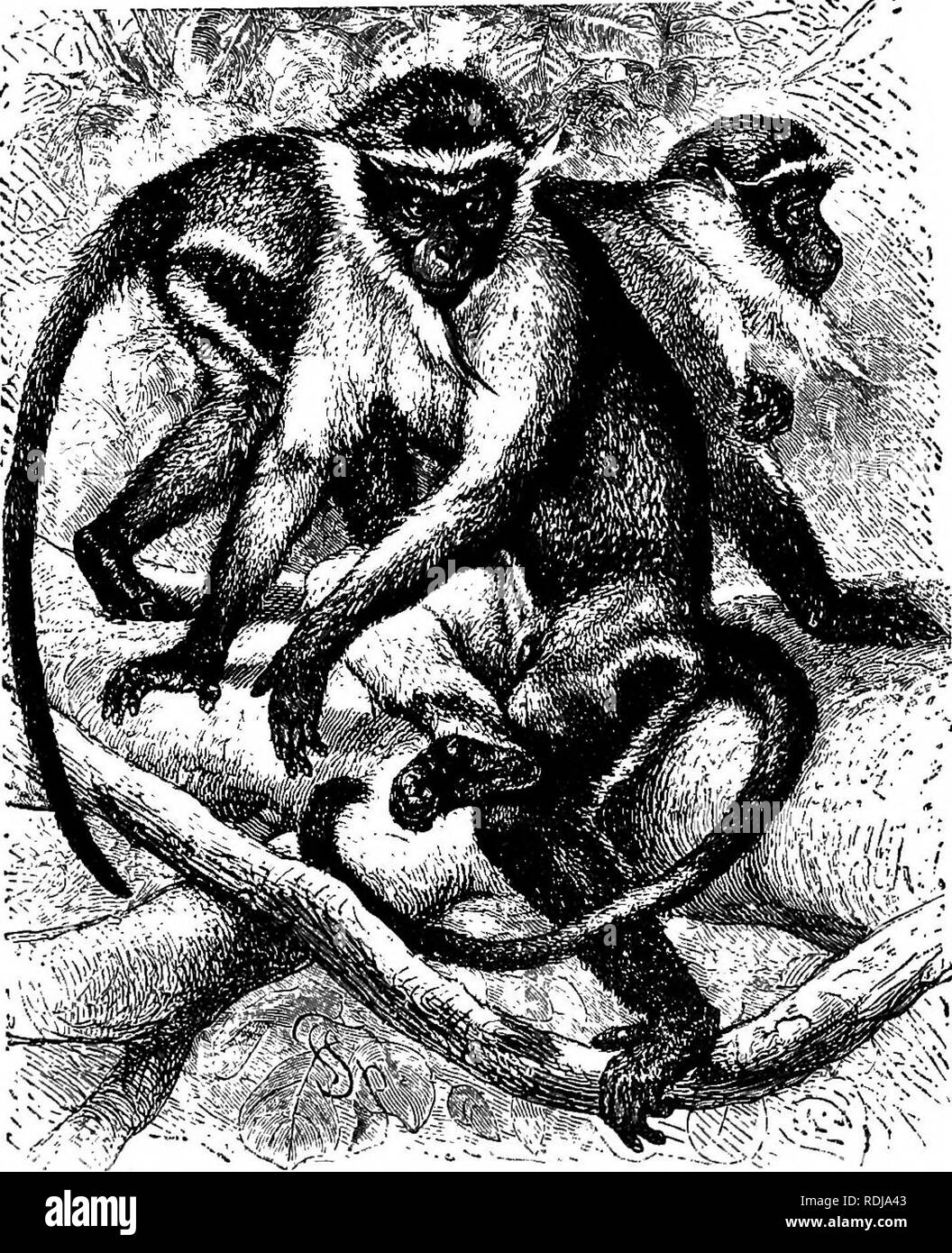 . Gli animali del mondo. Brehm la vita degli animali;. Mammiferi. 30 di scimmie e di babbuini. state adottate per l'Europa [e nessuno ha mai raggiunto America]. Altre ulteriori membri di questo gruppo, di cui Thumbless ci sono undici in tutto, sono le scimmie Ursine. Colobus (Colobus ursinus) e il nero (Colobus Colobus Sataruis). Il primo si differenzia dal Guereza in assenza della bianca criniera, in capelli più lunghi e una quasi tuftless coda. Egli è un nativo della Guinea superiore e Fernando Po. Il nero colo- bus è uniformemente nero e si limita principalmente a Fernando Po. Il GUENONS. Africa porti non solo l Foto Stock