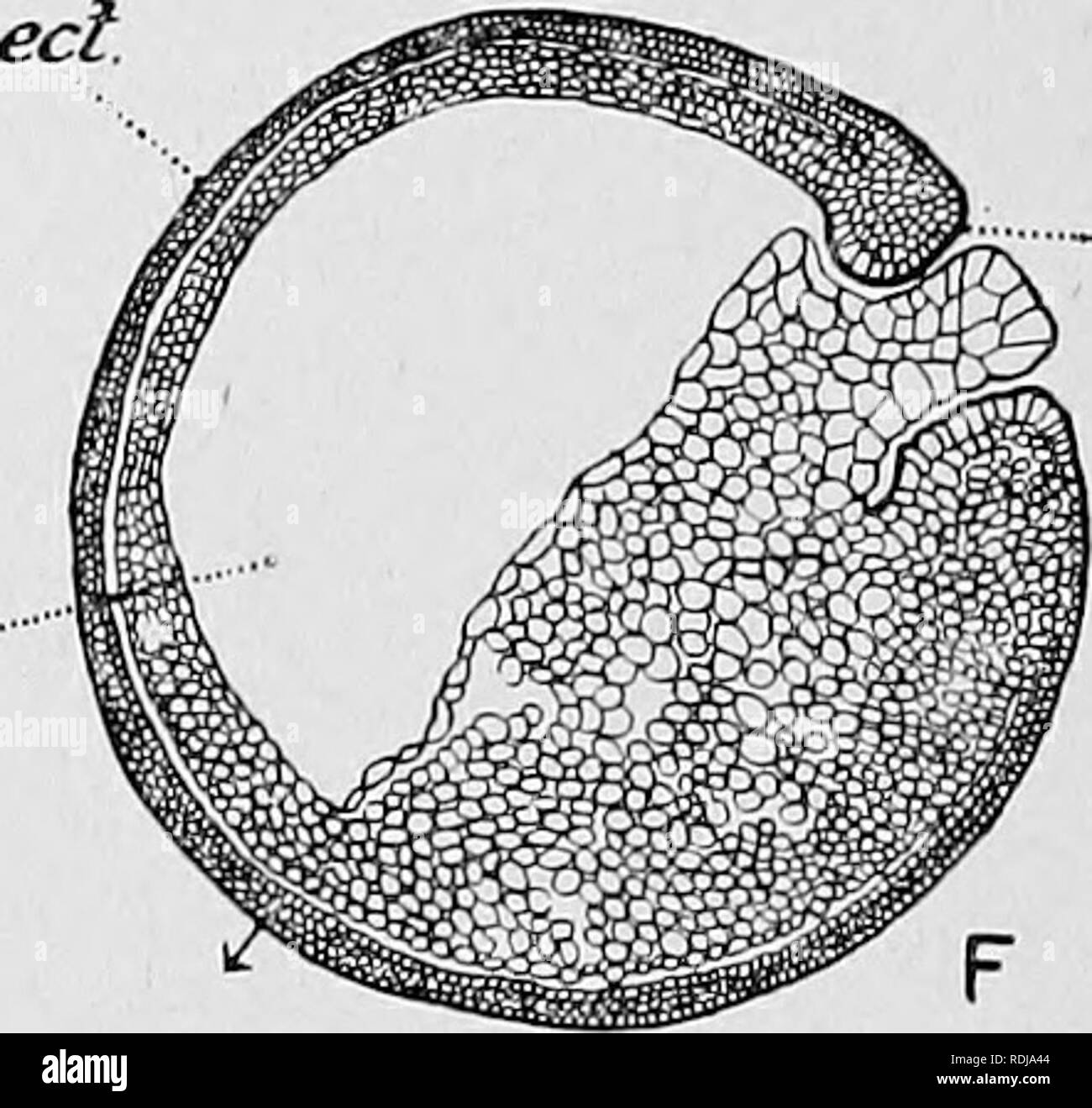 . Libro di testo di embriologia. Embriologia. yp ent. -9-i in Fig. 25.-sagittale, sezioni attraverso l'uovo di liana lemporaria che illustra il processo di gastrulation. (Dopo Jenkinson, 1913.), ect ectoderm; ent, cavità archeuteric ; g.l, gastrular labbro; s.c', la segmentazione cavità; y.'p, tuorlo-plug. La freccia indica l'originale polo apicale. ulteriormente in modo tale che il archenteron è molto più profondo. La diffusione del tuorlo-celle lungo il tetto della cavità di segmentazione, già. Si prega di notare che queste immagini vengono estratte dalla pagina sottoposta a scansione di immagini che possono essere state migliorate digitalmente per la leggibilità - coloratio Foto Stock