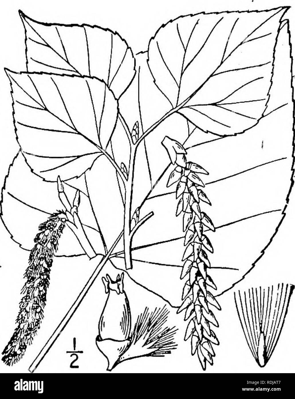 . Una flora illustrata del nord degli Stati Uniti, il Canada e la British possedimenti, da Terranova al parallelo tra il confine meridionale della Virginia, e dall'Oceano Atlantico verso ovest per il 102d meridiano. La botanica; Botanica. 59° SALICACEAE. Vol. I.. 8. Populus tremuloides Michx. Ameri- può Aspen. Faretra-foglia. Fig. 1447. Populus tremuloides Michx. Fl. Bor. Am. 2: 243. 1803. Una struttura snella, con superficie liscia, verde chiaro corteccia, raggiungendo un'altezza massima di circa ioo° e un tronco di diametro 30, il giovane fogliame glabrous, ad eccezione di quelle dei ciliati margini delle foglie. Piccioli molto snello, f Foto Stock