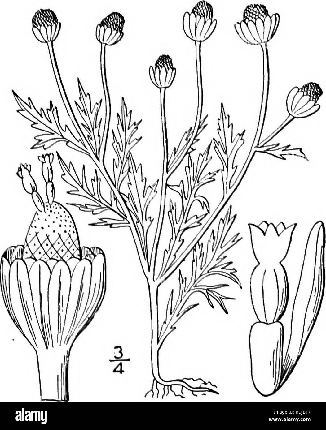. Una flora illustrata del nord degli Stati Uniti, il Canada e la British possedimenti, da Terranova al parallelo tra il confine meridionale della Virginia, e dall'Oceano Atlantico verso ovest per il 102d meridiano. La botanica; Botanica. 4. Matricaria matricarioides (meno.) Porter. Rayless camomilla. Wild Calendula. 4568. Santolina suaveolens Pursh, Fl. Am. Sett. 520. 1S14". Non M. suaveolens L. 1755. Artemisia matricarioides meno. Linnaea 6: 210. 1831. Matricaria discoidea DC. Prodr. 6: 50. 1837. Matricaria matricarioides Porter, Mem. Torr. Club a 5: 341. 1894. M. suaveolens Buchenau, Fl. Né Foto Stock