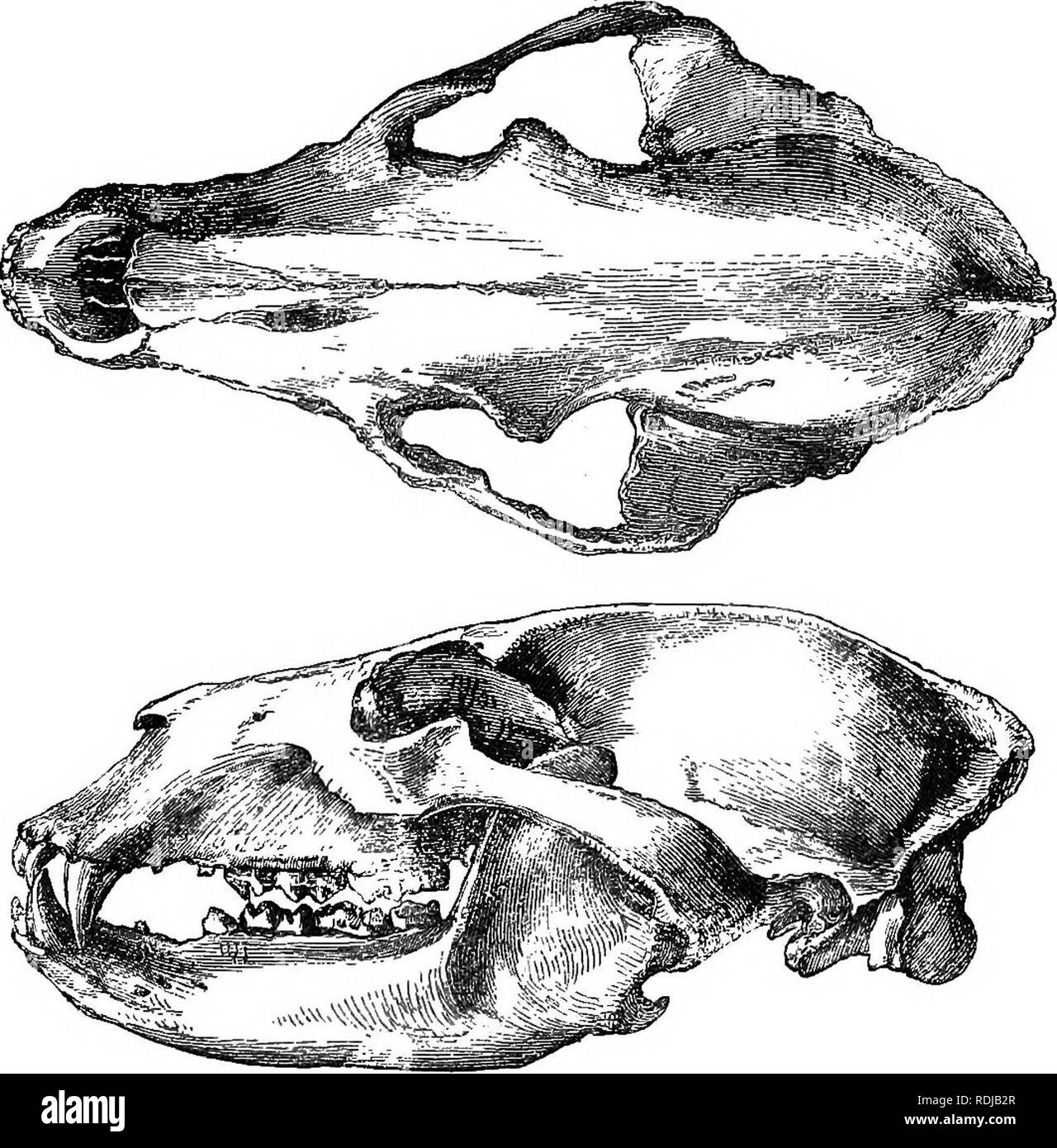 . Catalogo di carnivori, pachydermatous e edentate Mammalia nel British museum. Mammiferi. 3. MYKMABCTOS. 233 Cranio di quasi orso adulti provenienti dalla Norvegia. Il palato è molto con- grotta, specialmente a metà della sua lunghezza, in linea con il primo grande falso molare; il bordo di ostacolare piuttosto concava, e levigato hehind, in prossimità del bordo anteriore delle narici interna, che è sottile e regolarmente arcuato; l'apertura di ostacolare la narice grande, piuttosto più ampio nella parte anteriore di dietro. L'ostacolare il macinino tubercolare piuttosto breve. Fronte abbastanza piatto, prodotto dietro a un hne sopra le orecchie e non convesso Foto Stock