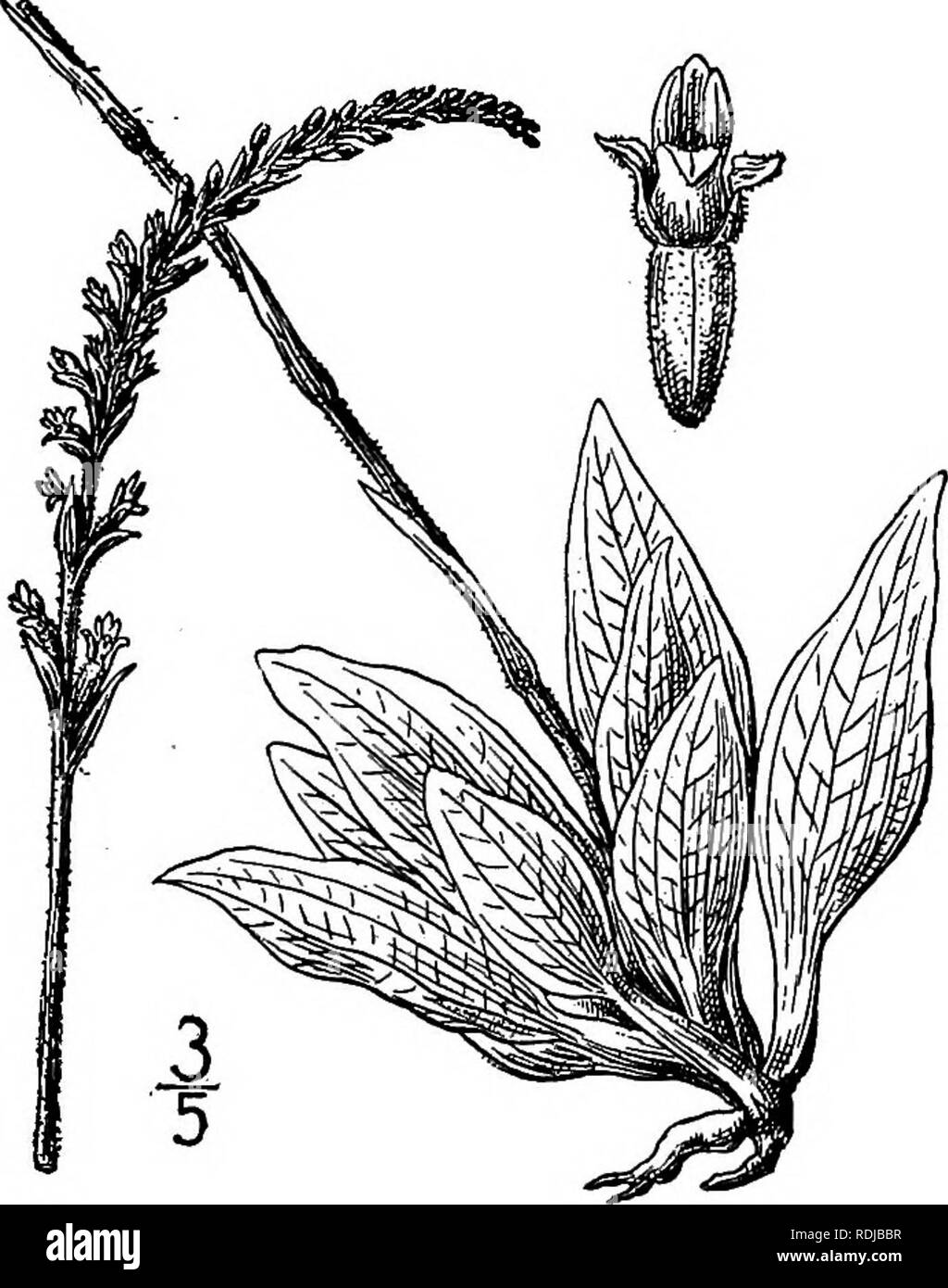 . Una flora illustrata del nord degli Stati Uniti, il Canada e la British possedimenti, da Terranova al parallelo tra il confine meridionale della Virginia, e dall'Oceano Atlantico verso ovest per il 102d meridiano. La botanica; Botanica. ^^. 2. Peramium tesselatum (Lodd.)- Hel ler. Loddiges' Rattlesnake Piantaggine. Fig. 1403. Goodyera tesselata Lodd. Bot. Cabina. 10: pi. 952. 1824. Tesselata bergonii A. A. Eaton, Proc. Biol. Soc. Nello stato di Washington 21: 66. 1908. P. tesselatum Heller, Cat. N. A. PI. Ed. 2, 4. 1900. Scape 6-12' alta, ghiandolare-pubescent, squamosa. Foglie di forma ovale, oblunga-ovali o ovali-lanceolate, il Foto Stock
