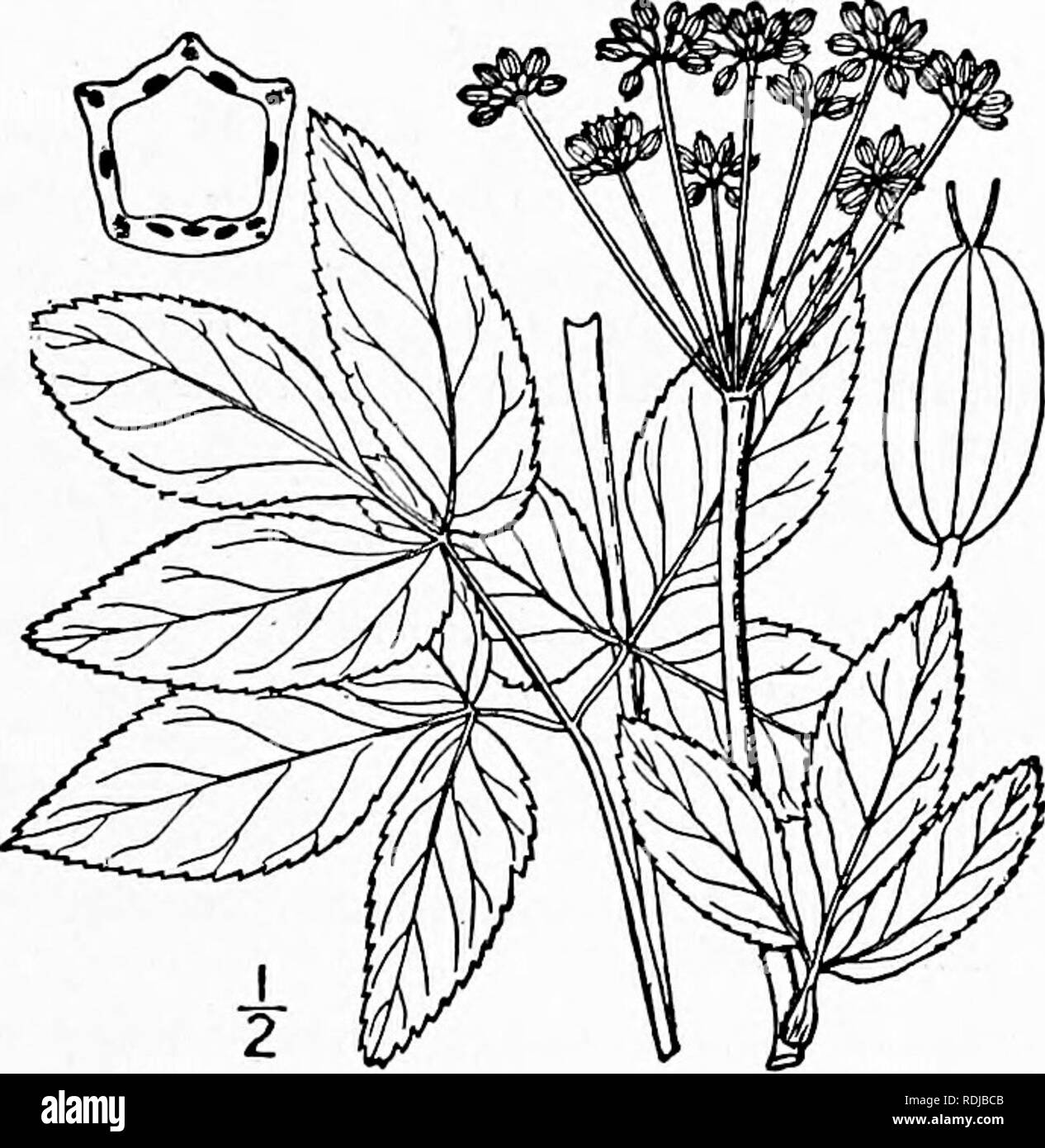 . Una flora illustrata del nord degli Stati Uniti, il Canada e la British possedimenti, da Terranova al parallelo tra il confine meridionale della Virginia, e dall'Oceano Atlantico verso ovest per il 102d meridiano. La botanica; Botanica. Genere 25. Famiglia di carota. 641 25. ZIZIA Koch, nov. Agire. Caes. Leop. Acad. 12: 129. 1825. Per la maggior parte perenne glabrous erbe, con ternate o composto ternately foglie, o quelli basali indivisa come in Thasplum e umbels composto di fiori gialli, frutto centrale di ciascun umbellet sessili. Involucro nessuno; involucels di numerose piccole brattee. Calice-denti prominen Foto Stock