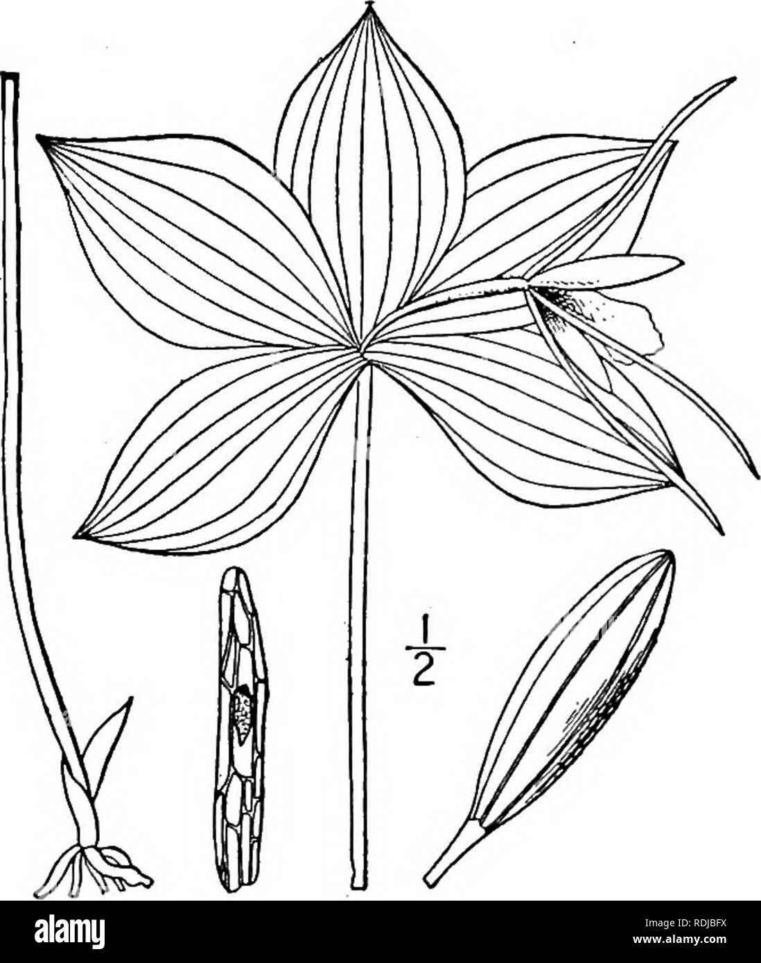 . Una flora illustrata del nord degli Stati Uniti, il Canada e la British possedimenti, da Terranova al parallelo tra il confine meridionale della Virginia, e dall'Oceano Atlantico verso ovest per il 102d meridiano. La botanica; Botanica. Genere 14. Famiglia di orchidee. 56i labbro crested lungo una stretta linea in basso sul viso; peduncolo purché la capsula o più. T. j , 1. /. Verticillata. Labbro crested su tutto il viso e lobi; peduncolo più corta della capsula. 2. I. affinis. i. Isotria verticillata (willd.) Raf. Whorled Pogonia. Fig. 1383. Arethusa verticillata Willd. Sp. PI. 4: 81. 1805. Pogonia Foto Stock