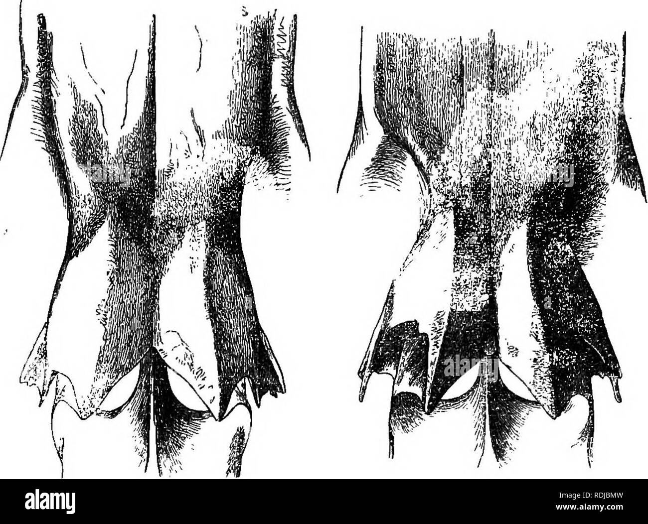 . Catalogo delle guarnizioni di tenuta e le balene nel British museum. Supplemento. Le guarnizioni di tenuta (animali); le balene. 4. CirMENIA. 9. Clymenia euphrosynoides. 71 B.M. Clymenia euphrosynoides, Oray, Synops. Balene Sf Bolph. p. 6. Delphinus Euphrosyne, Grigio, I. c. t. 31 (cranio); " 8oc. vi. t. 8. f. 5.' Owen, Tram. Zool. ****** Beah del cranio una sola volta e per un terzo della lunghezza del cervello-caso e come lungo come due volte e one-rthird la larghezza in corrispondenza della tacca. Denti Jive in un pollice. 10. Clymenia dorides. B.M. Tursio dorcides, Grigio, Cat. S. 8f W. p. 400. Clymene dorides, Grigio, P. Z. S. 1866, p. 215. Clymenia dorides. Grigio, Sy Foto Stock