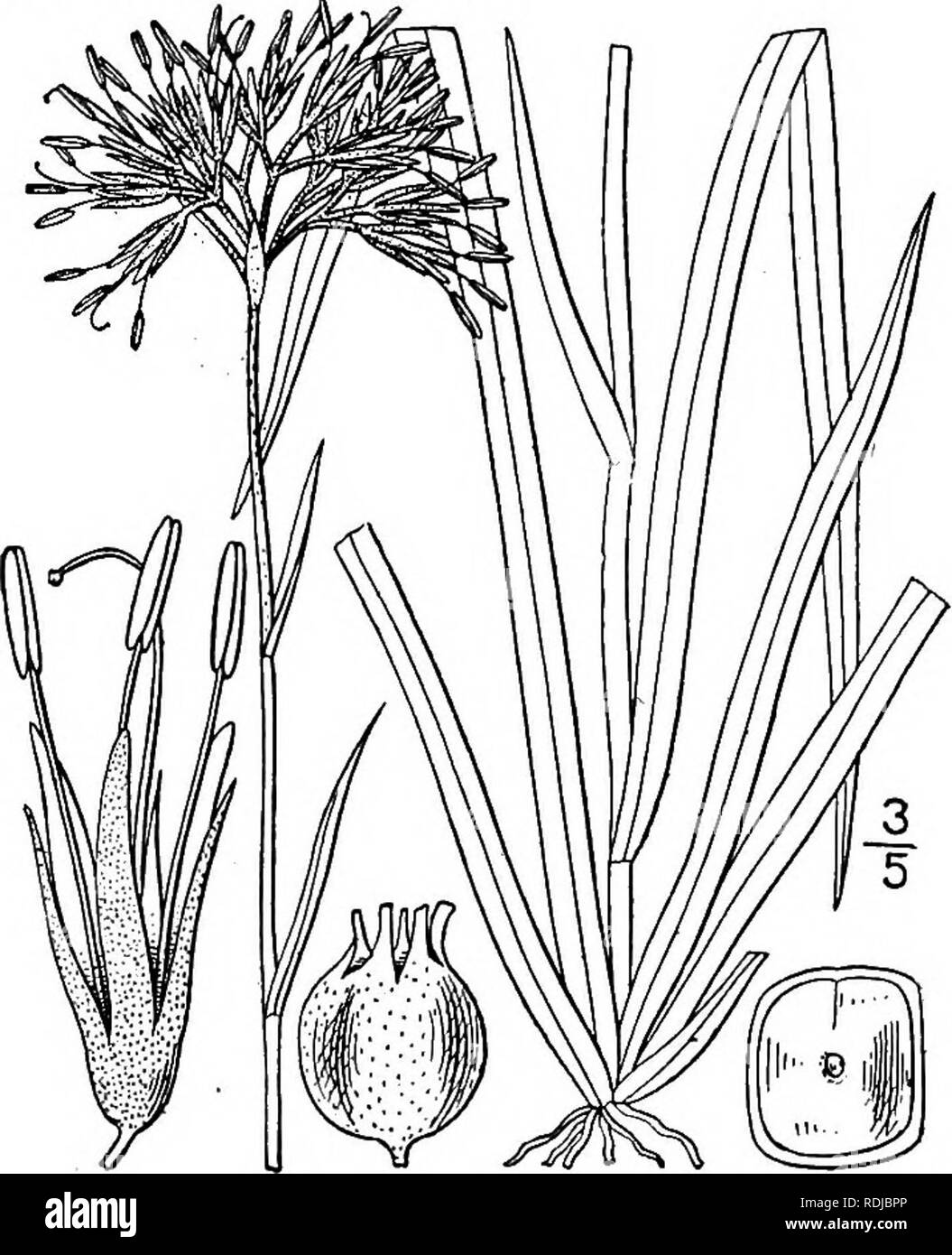 . Una flora illustrata del nord degli Stati Uniti, il Canada e la British possedimenti, da Terranova al parallelo tra il confine meridionale della Virginia, e dall'Oceano Atlantico verso ovest per il 102d meridiano. La botanica; Botanica. Genere i. Famiglia BLOODWORT. Circa 531 g di generi e specie 35, prevalentemente nativi del Sud Africa e Australia, pochi in America tropicale; solo i seguenti genere nel nord zona temperata. i. GYROTHECA Salisb. Trans. Hort. Soc. 1: 327. 1812. [Lachnanthes ell. Bot. S. C. &AMP; Ga. 1: 47. 1816.] Una stout piuttosto semplice, con un breve Rizoma colore rosso radici fibrose e e Foto Stock