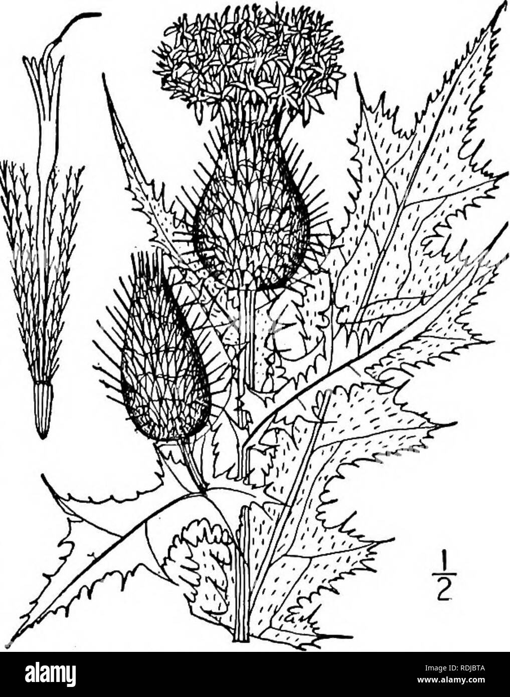 . Una flora illustrata del nord degli Stati Uniti, il Canada e la British possedimenti, da Terranova al parallelo tra il confine meridionale della Virginia, e dall'Oceano Atlantico verso ovest per il 102d meridiano. La botanica; Botanica. Genus 104. THISTLE FAMIGLIA. 549. 1, Cirsium lanceolatum (L.) Hill. Bur comune o lancia Thistle. Fig. 4636. Carduus lanceolatus L. Sp. PI. 821. 1753. Cirsium lanceolatum Hill, l'erba. Brit. 1: 80. 1769. Cnicus lanceolatus Willd. Prodr. Fl. Berol. 259. 1787. Biennale; lo stelo stout, ramificati, più o meno a- mentose, 3°-5° alta e frondosa alle teste. Foglie verde scuro, Foto Stock