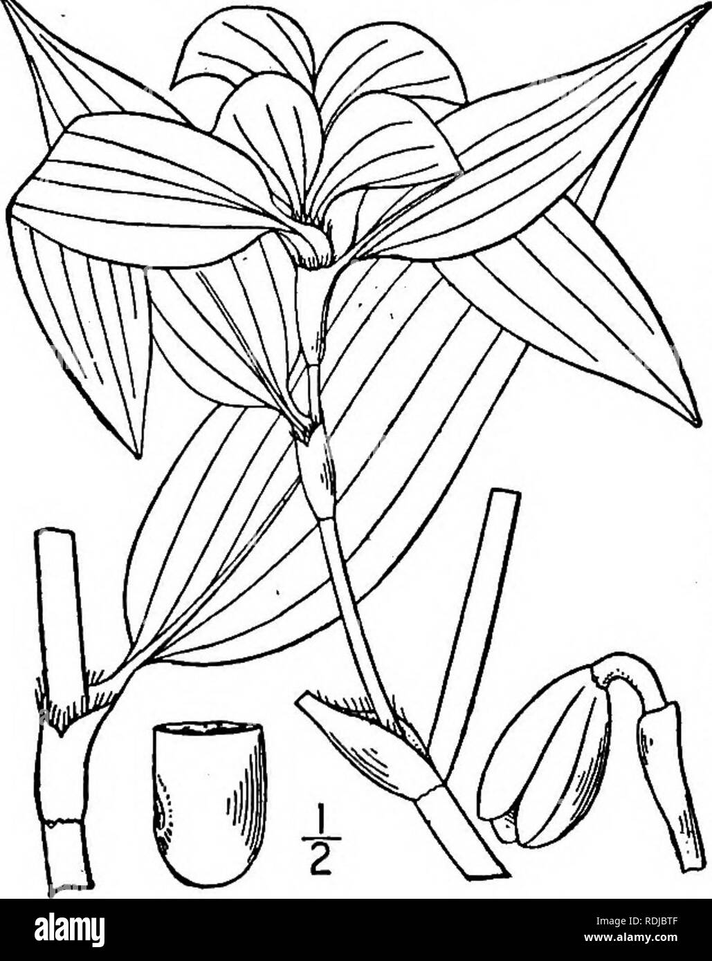 . Una flora illustrata del nord degli Stati Uniti, il Canada e la British possedimenti, da Terranova al parallelo tra il confine meridionale della Virginia, e dall'Oceano Atlantico verso ovest per il 102d meridiano. La botanica; Botanica. Genere i. Famiglia SPIDERWORT. Si prega di notare che queste immagini vengono estratte dalla pagina sottoposta a scansione di immagini che possono essere state migliorate digitalmente per la leggibilità - Colorazione e aspetto di queste illustrazioni potrebbero non perfettamente assomigliano al lavoro originale. Britton, Nathaniel signore, 1859-1934; Marrone, Addison, 1830-1913. New York, Scribner Foto Stock