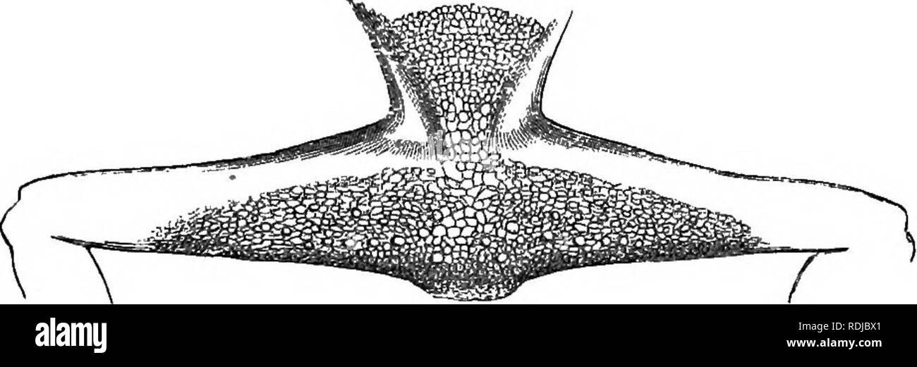 . Catalogo della Batrachia Salientia s. Ecaudata nella collezione del British museum. Anfibi. 90 EANIC^. tre quarti della lunghezza del hody; esso termina in un punto; vi è un elevato superiore ed inferiore di cresta, capanna ha avuto inizio solo a notevole distanza dalla base della coda; il diametro verticale di quest'ultimo, cresta non incluso, è di circa un quinto della sua lunghezza. Marrone grigiastro al di sopra e al di sotto di colore biancastro ; luce di coda-spotted. Il più grande esemplare misure 46 miUim., la più piccola 38 millim. 28. Ehacophorus malabaricus. Hyla reinwardtii, parte., SchUg. Ahbild. p. 105, pi. Così. Foto Stock