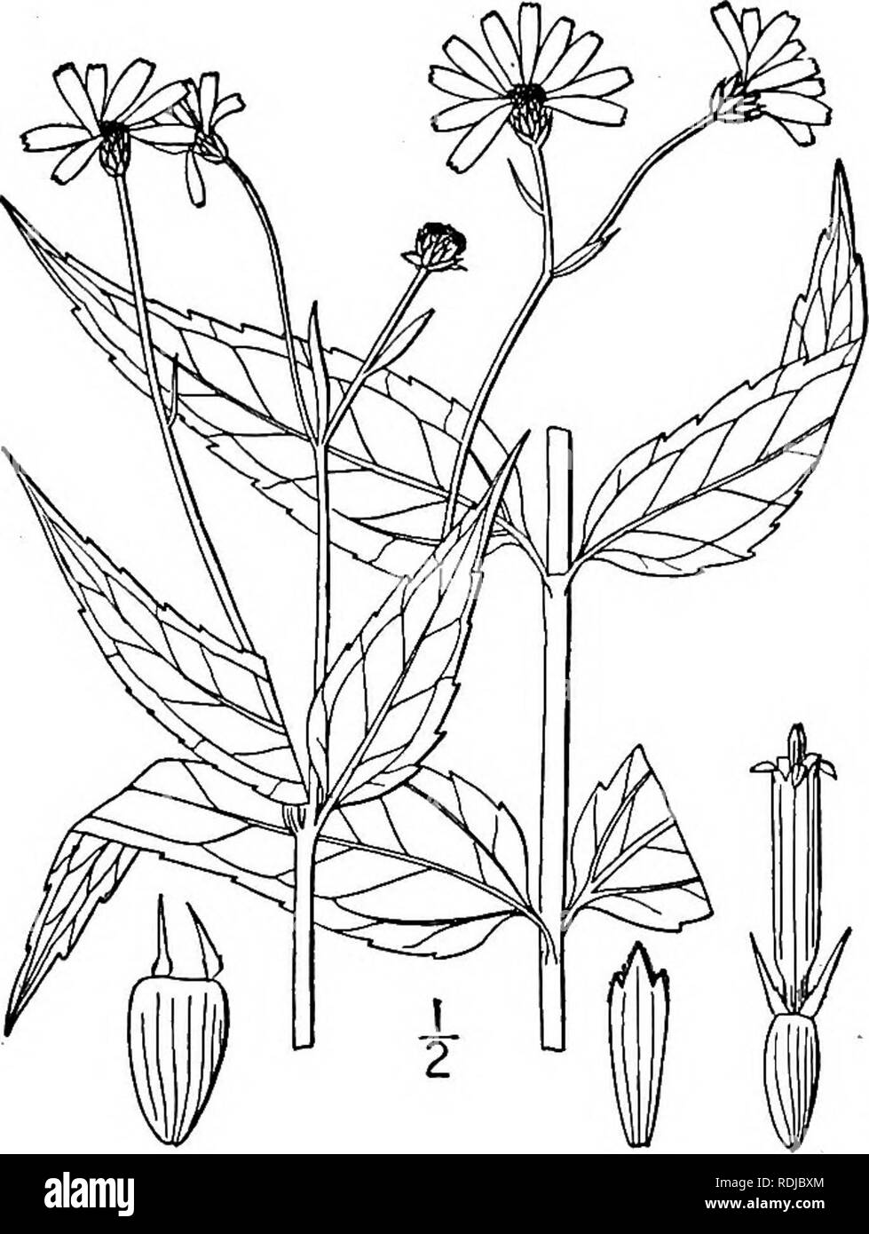 . Una flora illustrata del nord degli Stati Uniti, il Canada e la British possedimenti, da Terranova al parallelo tra il confine meridionale della Virginia, e dall'Oceano Atlantico verso ovest per il 102d meridiano. La botanica; Botanica. Genere 66. THISTLE FAMIGLIA. 9. Helianthus laevigatas T. &AMP; G. liscia di semi di girasole. Fig. 4469. Helianthus laevigatas T. &AMP; G. Fl. N. A. 2: 330. 1842. Steli sottili, da un perenne radice, semplici o poco ramificati, glabrous, o alquanto glaucous, 2°-6° alta. Lascia quasi tutti di fronte, ditta, gla- brous, lanceolate, corto-petioled, o la tomaia sessili, serrulat Foto Stock