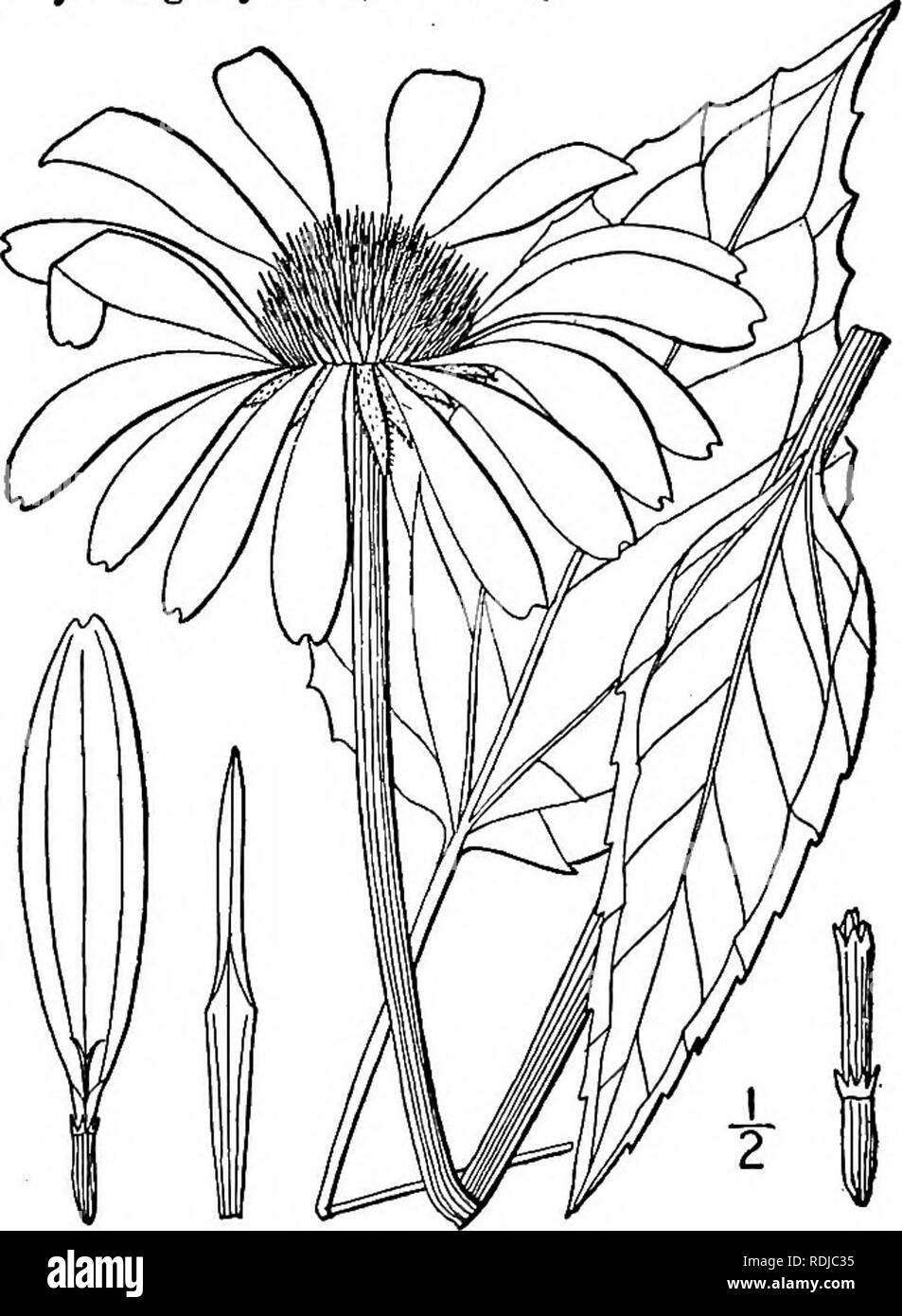 . Una flora illustrata del nord degli Stati Uniti, il Canada e la British possedimenti, da Terranova al parallelo tra il confine meridionale della Virginia, e dall'Oceano Atlantico verso ovest per il 102d meridiano. La botanica; Botanica. E. purpurea. E. angustifolia. E. pallida. E. paradoxa.. i. Echinacea purpurea (L.) Moench. Cono viola-fiore. Sampson nero. Fig. 4456. Rudbeckia purpurea L. Sp. PI. 907. 1753. Echinacea purpurea Moench, Met. 591. 1794- Brauneria purpurea Britton, Mem. Torr. Club 5 : 334. 1894. Stelo glabrous, o scarsamente hispid, solitamente stout, 2°-5° alta. Abbassare e basale lea Foto Stock