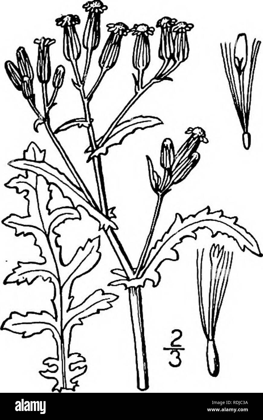 . Una flora illustrata del nord degli Stati Uniti, il Canada e la British possedimenti, da Terranova al parallelo tra il confine meridionale della Virginia, e dall'Oceano Atlantico verso ovest per il 102d meridiano. La botanica; Botanica. 2. Senecio sylvaticus L. Groundsel di legno. Fig. 4611. Senecio sylvaticus L. Sp. PI. 868. 1753. Annuale, glabrous o puberulent; lo stelo di solito molto il ramo- de, ho0-2$° alta e frondosa. Lascia pinnatifid, oblunghe o lanceo- tardi nel delineare i segmenti di forma oblunga o spatulate, ottuso, dentato, lobate o intero o il più in alto di foglie lineari e semplicemente dentato; capi diversi o Foto Stock