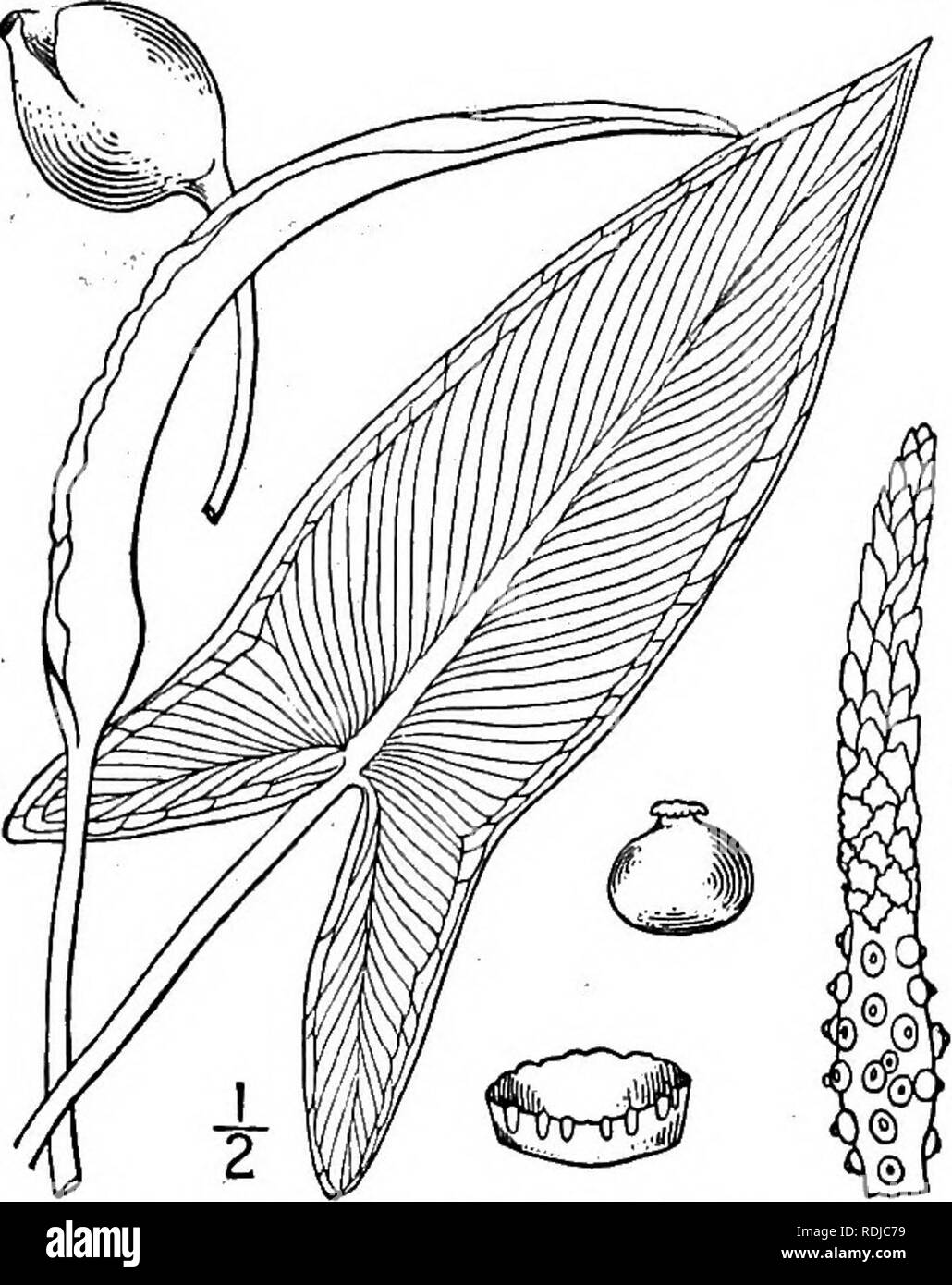 . Una flora illustrata del nord degli Stati Uniti, il Canada e la British possedimenti, da Terranova al parallelo tra il confine meridionale della Virginia, e dall'Oceano Atlantico verso ovest per il 102d meridiano. La botanica; Botanica. ! M , ARACEAE. Vol. I. i. Peltandra virginica (L.) Kunth. Freccia verde-arum. Fig. 1115. Arum virginicum L. Sp. PI. 966. 1753. Undulata Peltandra Raf. Journ. Phys. 89 : 103. 1819. Peltandra virginica Kunth, Enum. 3: 43. 1841. Foglie di colore verde brillante e un po' hastate-sagit- tate, 4-30' lunga, 3'-8' ampia, acuta o acuminate all'apice, ditta, fortemente venato. Una radice di tu Foto Stock