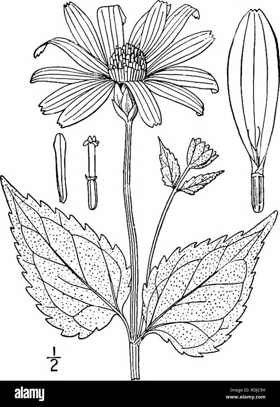 . Una flora illustrata del nord degli Stati Uniti, il Canada e la British possedimenti, da Terranova al parallelo tra il confine meridionale della Virginia, e dall'Oceano Atlantico verso ovest per il 102d meridiano. La botanica; Botanica. Genere 57. THISTLE FAMIGLIA. 467 intera o minutamente 2-dentata in corrispondenza della base. Style-rami ribaltato con piccole hirsute append- età. Achenes spessa, obtusely 3-4-angolati, il vertice tronca. Pappus nessuno, o di 2-4 denti, o un confine coroniform. [Greca, sun-simili.] Circa 6 specie, nativi d'America. Inoltre i seguenti, gli altri due si verificano nel sud e southwes Foto Stock