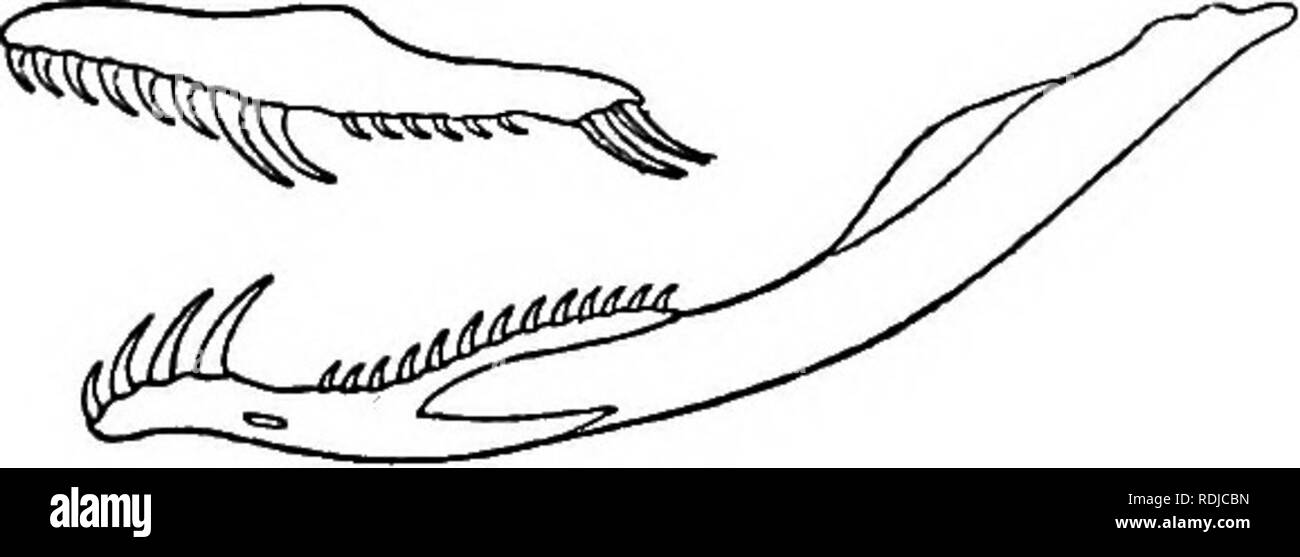 . Catalogo dei serpenti nel British Museum di Storia Naturale) ... I serpenti. 175. DRYOPHIS. 177 w-y. d (Sc. 19; V. 153 C.45), 2 (Sc. 19; V. 168; C. 43), &AMP; hprr, (Sc. 19; V. 169; C. 45) g. S (Sc. 19; V. 154; C.48). a. 2 (Sc. 19; V. 165; C. 42). 0. SkuUoffi. Tripoli, Maryut, Alessandria. Tra Aboukir e Ramleh, nei pressi di Alessandria. Zoological Society. Il dott. J. Anderson [P.], Dr. J. Anderson [P.]. 175; DRYOPHIS. Dryinus (indossavano Tess.), parte., Merr. Tenda. Sgst. Amph. p. 136 (1820); Bell, Zool Journ. ii. 1825, p 324; Bum. ^ Bibr. Erp. G&amp;n. vii. p. 808 (1854). Dryophis, Dalman, (Efners. di Zo Foto Stock