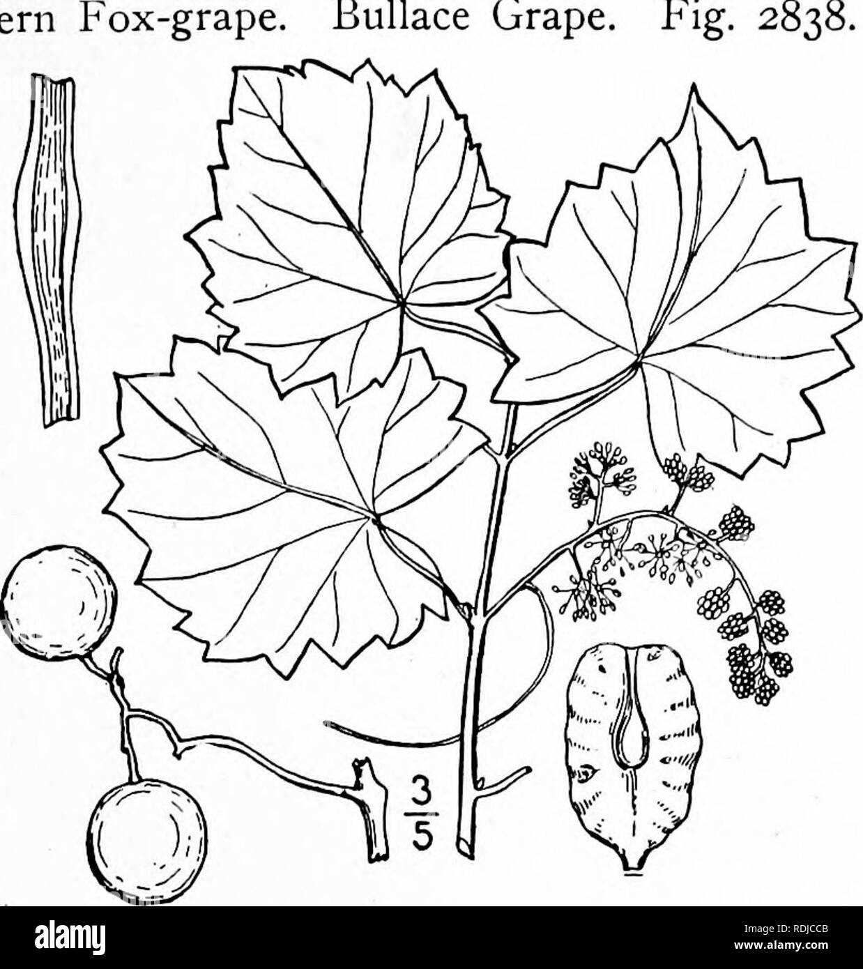. Una flora illustrata del nord degli Stati Uniti, il Canada e la British possedimenti, da Terranova al parallelo tra il confine meridionale della Virginia, e dall'Oceano Atlantico verso ovest per il 102d meridiano. La botanica; Botanica. Genere 2. Famiglia di uva. 509 9. Vitis rotundifolia Michx. Southern Fox-UVA. Bullace uva. Fig. 2 Vitis rotundifolia Michx. Fl. Bor. Am. 2 : 231. 1803. Vitis vulpina T. &AMP; G. Fl. N. A. I : 245. 1838. Non L. 1753- Muscadinia rotundifolia piccole, Fl. SE. U. S. 757- 1903. Finale o ad alta arrampicata, glabrous o quasi tutto; viticci semplice, intermittente Foto Stock