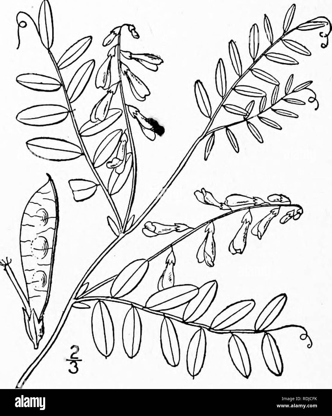 . Una flora illustrata del nord degli Stati Uniti, il Canada e la British possedimenti, da Terranova al parallelo tra il confine meridionale della Virginia, e dall'Oceano Atlantico verso ovest per il 102d meridiano. La botanica; Botanica. 4Io FABACEAE. Vol. II.. 4. Vicia caroliniana Walt. Carolina o Vetch pallido. Fig. 2616. Vicia caroliniana Walt. Fl. Auto. 182. 1788. Vicia parvifiora Michx. Fl. Bor. Am. 2: 69. 1803. Perenni, glabrous o quasi, finale o arrampicata, slanciato, 2°-3° a lungo. Stipules lineari o oblunga, intero, 2"-^" a lungo; foglie breve- petioled; depliant 8-18, oblunghe o Foto Stock