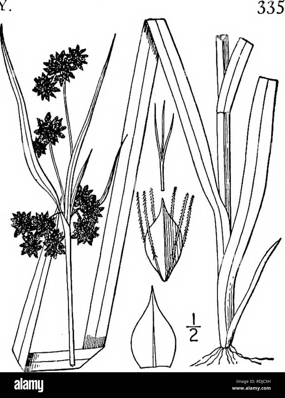 . Una flora illustrata del nord degli Stati Uniti, il Canada e la British possedimenti, da Terranova al parallelo tra il confine meridionale della Virginia, e dall'Oceano Atlantico verso ovest per il 102d meridiano. La botanica; Botanica. Genere 7. SEDGE FAMILY 24. Scirpus atrovirens Muhl. Verde scuro e giunco. Fig. 824. Scirpus atrovirens Muhl. Grammo. 43. 1817. S. georgianus Harper, Boll. Torr. Club 27: 331. 1900. Perenne da esili portinnesti; culms triangolare, piuttosto snella e frondoso, 2°-4i° alta. Foglie allungate, più o meno nodulose, ruvida sui margini, verde scuro, 3"-6" wide, uno Foto Stock