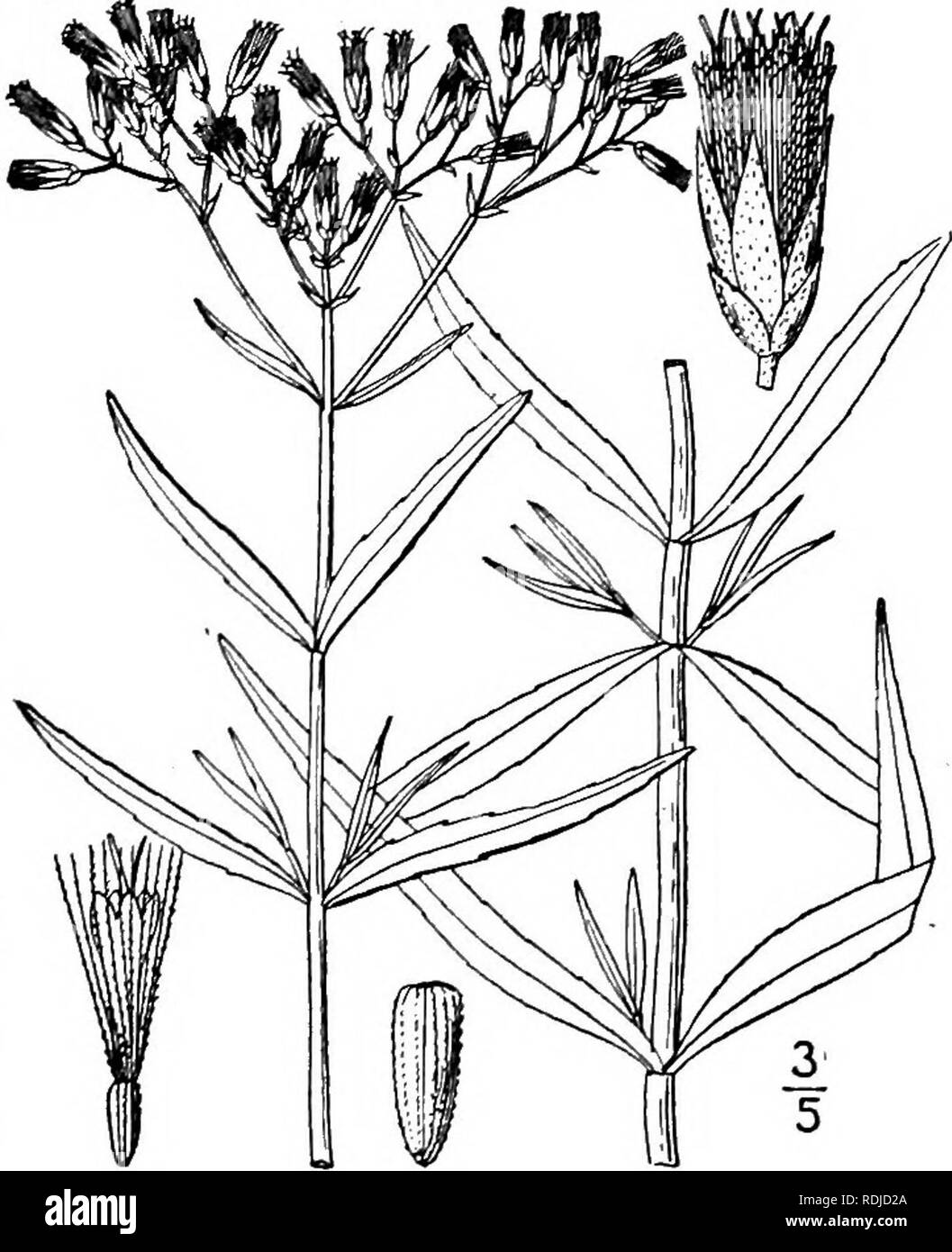 . Una flora illustrata del nord degli Stati Uniti, il Canada e la British possedimenti, da Terranova al parallelo tra il confine meridionale della Virginia, e dall'Oceano Atlantico verso ovest per il 102d meridiano. La botanica; Botanica. 6. Eupatorium leucolepis T. &AMP; G. Bianco- bracted Thoroughwort. Giustizia-erbaccia. Fig. 4157]- E. leucolepis T. &AMP; G. Fl. N. A. 2: 84. 1841. Snello, puberulent, ramificato sopra, io°-2° alta. Foglie opposte, sessili, lineare allungata o oblunga-lanceolate, glaucous verde, grezzo su entrambi i lati, di spessore, blunt-appuntita, scarsamente ser- rate o la parte superiore intera, 1-3' lunga, Foto Stock