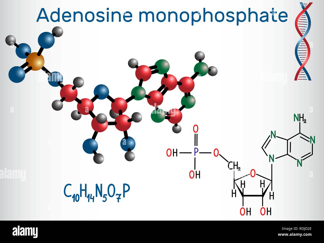 L'adenosina monofosfato ciclico (AMP) molecola, è un estere di acido fosforico e il nucleoside adenosina monomero nella produzione RNA . Chem strutturali Illustrazione Vettoriale
