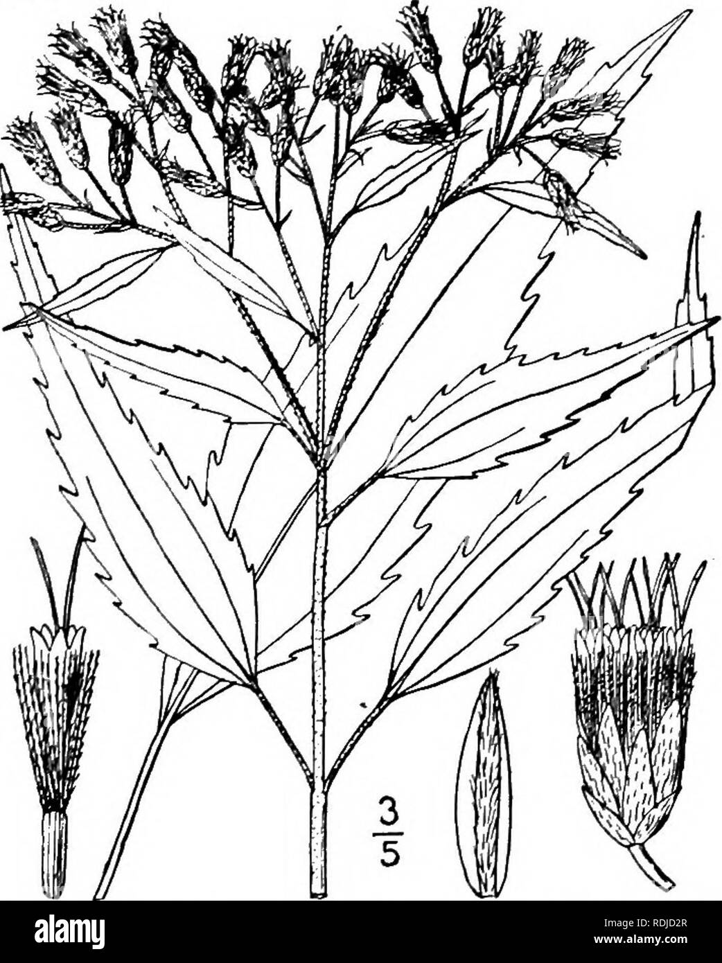 . Una flora illustrata del nord degli Stati Uniti, il Canada e la British possedimenti, da Terranova al parallelo tra il confine meridionale della Virginia, e dall'Oceano Atlantico verso ovest per il 102d meridiano. La botanica; Botanica. 6. Eupatorium leucolepis T. &AMP; G. Bianco- bracted Thoroughwort. Giustizia-erbaccia. Fig. 4157]- E. leucolepis T. &AMP; G. Fl. N. A. 2: 84. 1841. Snello, puberulent, ramificato sopra, io°-2° alta. Foglie opposte, sessili, lineare allungata o oblunga-lanceolate, glaucous verde, grezzo su entrambi i lati, di spessore, blunt-appuntita, scarsamente ser- rate o la parte superiore intera, 1-3' lunga, Foto Stock