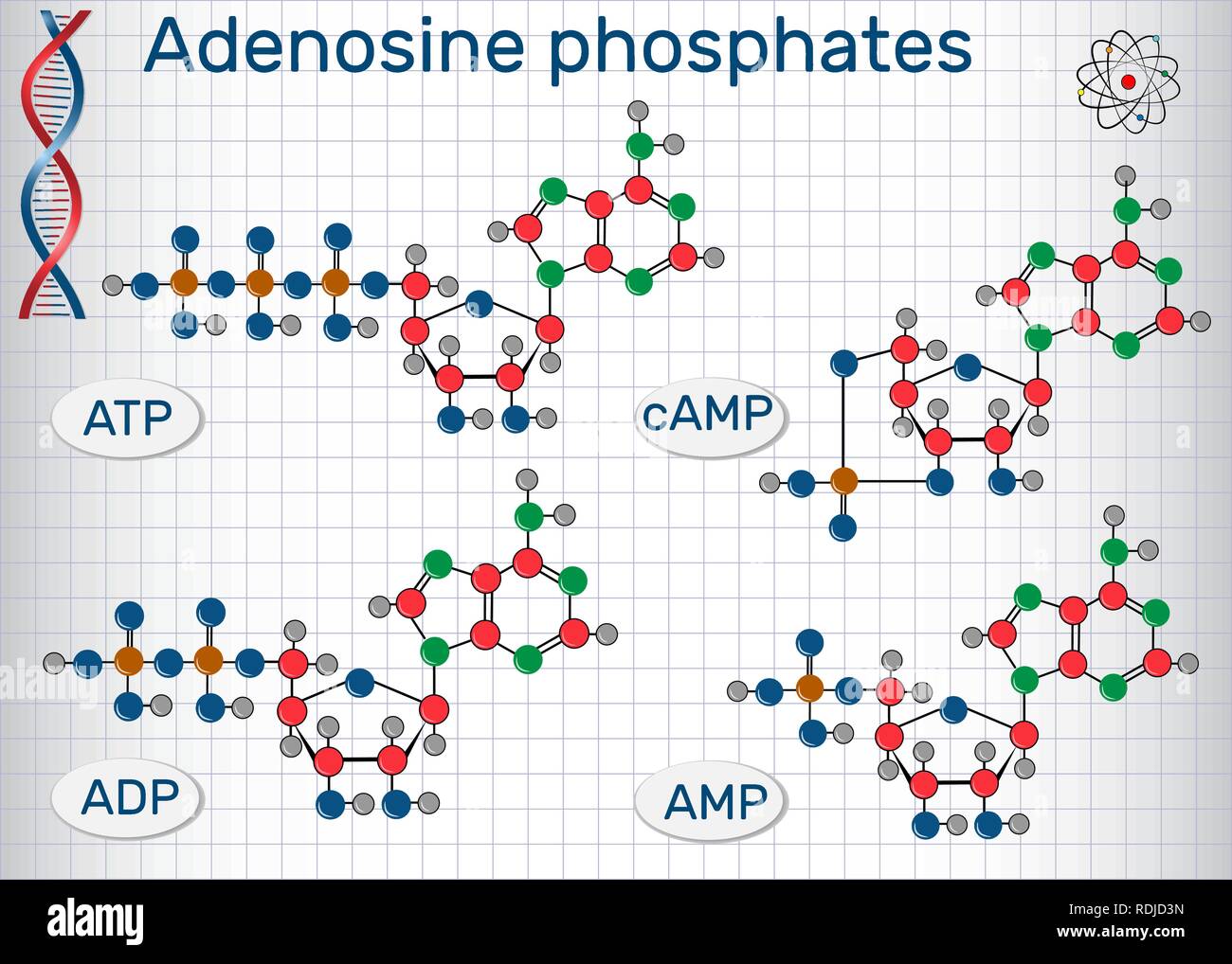 Chimica le formule strutturali di adenosina nucleotidi fosfati : adenosina monofosfato ciclico (AMP), adenosina difosfato (ADP) , adenosina trifosfato ( Illustrazione Vettoriale