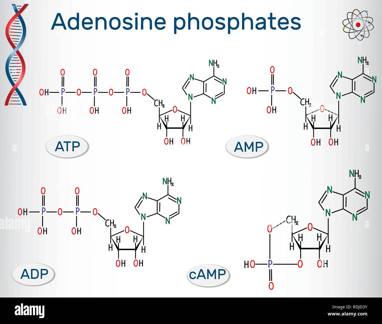 Chimica le formule strutturali di adenosina nucleotidi fosfati : adenosina monofosfato ciclico (AMP), adenosina difosfato (ADP) , adenosina trifosfato ( Illustrazione Vettoriale