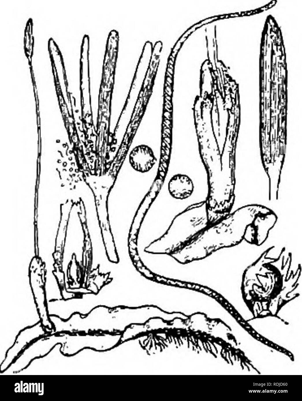 . Muschi con una mano-lente; un non-technical handbook dei più comuni e più facilmente riconosciuti i muschi del nord-est degli Stati Uniti. Muschi. La figura 87. Pnllavicinia Lyellii (Dopo Sullivant.) impianto; parte di tallo con involucro, cade e ca- lyptra; parte di cade asportate per mostrare i giovani calyp- t.r.a.; capsula chiusa e aperta; antheridium racchiusa in una foglia; elater e spore. in luoghi paludosi e su PALLAVICINIA. p. Lyellii S. F. Gray {Steetsia di autori) e ha una superficie piana di creeping tallo, J4 a quasi ^ pollici di larghezza, talvolta arrivano fino a quattro pollici di lunghezza, con un po' di margine sinuate, Foto Stock