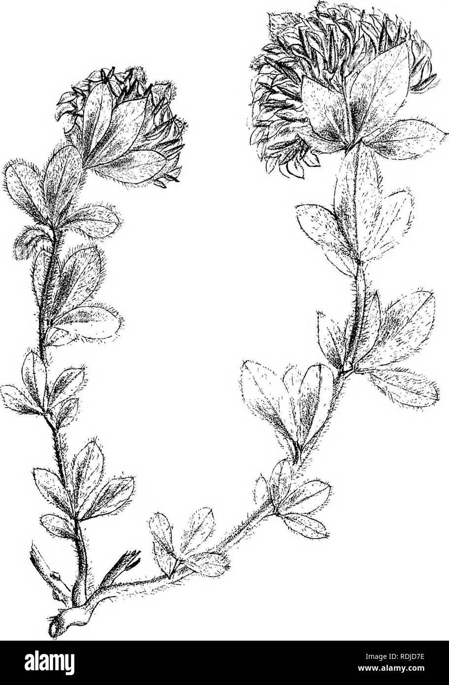 . Natal Piante : Le descrizioni e le figure del Natal piante indigene, con note sulla loro distribuzione, valore economico, nomi nativo, &amp;c., / da J. Medley di legno e Maurice S. Evans. Pubblicato sotto gli auspici del governo Natal e Durban Botanic società. La botanica. La piastra 235. Si prega di notare che queste immagini vengono estratte dalla pagina sottoposta a scansione di immagini che possono essere state migliorate digitalmente per la leggibilità - Colorazione e aspetto di queste illustrazioni potrebbero non perfettamente assomigliano al lavoro originale. Legno, John Medley, 1827-1914; Evans, Maurice S. (Maurice Smethurst), 1854-1920; Durban Botanic così Foto Stock
