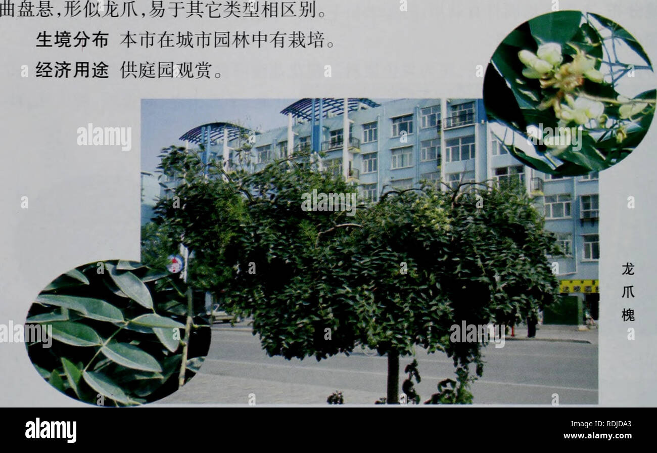 . E Er Duo Si zhi wu zhi. botanica. Éå°Å¤ae¯ae¤©ç å¿ 3a.é¾çªae§(åç§ï¼ Sophora Japonica L. var. pendula forte. Å"ååç'ae§ãè ae§ãåae ½ae§ å½¢aeç¹å¾ae¬åç§ä'ae-£ç§çåºå"å¨äºï¼ae å åä¼å½¢ï¼å°aeae³¢ç¶ï¼ä'åï¼å¹¶åä'åae¹åå¼¯. 3.ae²å¬éå±Ammopiptanthus Cheng f. Å''ç"¿çae¨ï¼aeå¼å±ãå¶é©è'¨ï¼åçaeä'åºå Å¤¶ï¼å°å¶åµå½¢aeå®½ae¤-åå½¢ï¼å¯è¢"é¶ç½è²aeae¯; aeå¶å °ï¼ä'è§å½¢aeae¡å½¢ï¼è''çäºå¶aeä'ãae"ç¶è±åºï¼è±äºçï¼èçå°ï¼è±è¼éç¶ï¼è¼é½¿4ï¼ä'è§ å½¢ï¼å ç"¯ç¨éï¼è±å é"è²ï¼aeç£ä'ç¿¼ç£è¿äºç-é¿ï¼é¾éª¨ç£ä'¤çåç¦"ï¼éè10ï¼åç¦"ãèaeaeå¹³ã éå°Å¤ae¯ae1ç ã§1.ae²å¬é Ammopiptanthus mongolicus (Maxim). Cheng f. Èå WO} Oni!*^^ å"åèå¤é"è±ae¨ å½¢aeç¹å¾å''ç"¿çae¨ï¼é"1.5-2mï¼ae ç®é"è²ãå¤ Foto Stock