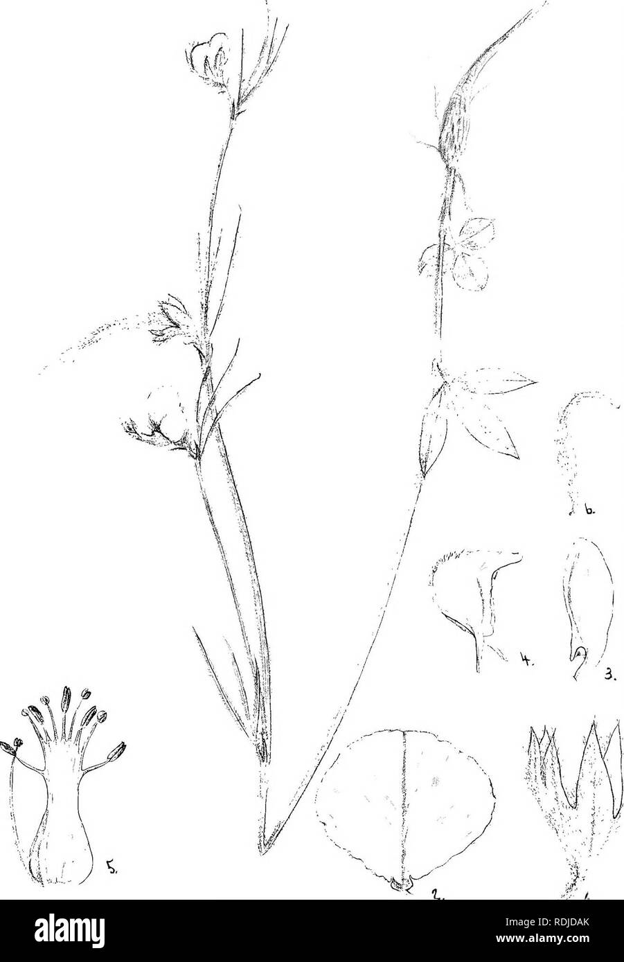 . Natal Piante : Le descrizioni e le figure del Natal piante indigene, con note sulla loro distribuzione, valore economico, nomi nativo, &amp;c., / da J. Medley di legno e Maurice S. Evans. Pubblicato sotto gli auspici del governo Natal e Durban Botanic società. La botanica. Plale Z27.. ±. Argyrolobium uniflorum, Ilarv.. Si prega di notare che queste immagini vengono estratte dalla pagina sottoposta a scansione di immagini che possono essere state migliorate digitalmente per la leggibilità - Colorazione e aspetto di queste illustrazioni potrebbero non perfettamente assomigliano al lavoro originale. Legno, John Medley, 1827-1914; Evans, Maurice S. (Maurice Smeth Foto Stock