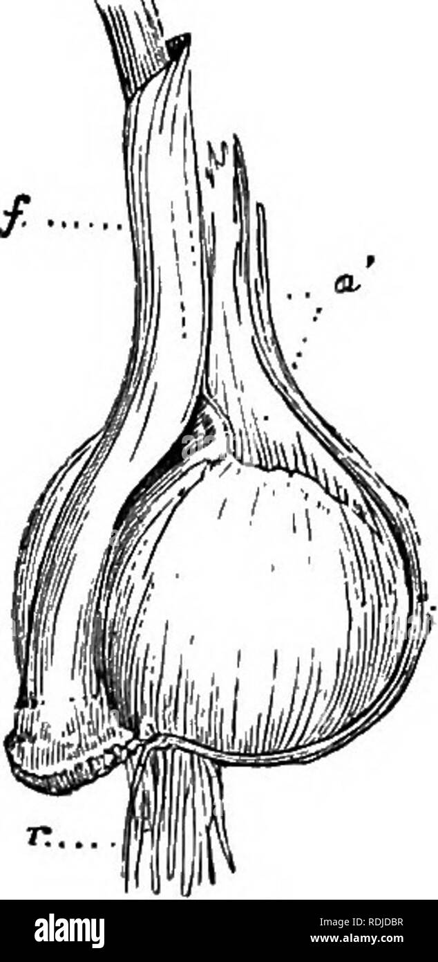 . Un manuale di botanica : essendo una introduzione allo studio della struttura, la fisiologia e la classificazione delle piante . La botanica. Fig. 108. Fig. 109. forma di tuberi. Tali tuberi occasionalmente diventare nodulated o elon- gated, o curvo in vari modi. Arrow-root è derivata dalla squamosa di tuberi di maranta anmdinacea. In Orchis i corpi radicolare chiamato tubercules, o da alcuni dei tuberi, appartengono al sistema di root (fig. 101). In didymous (twin) Tuberi di Orchis mascula, si trova alla fine della stagione uno di loro appassiti, mentre l'altra è vigorosa e porta un bud al suo apice. Il più basso Foto Stock