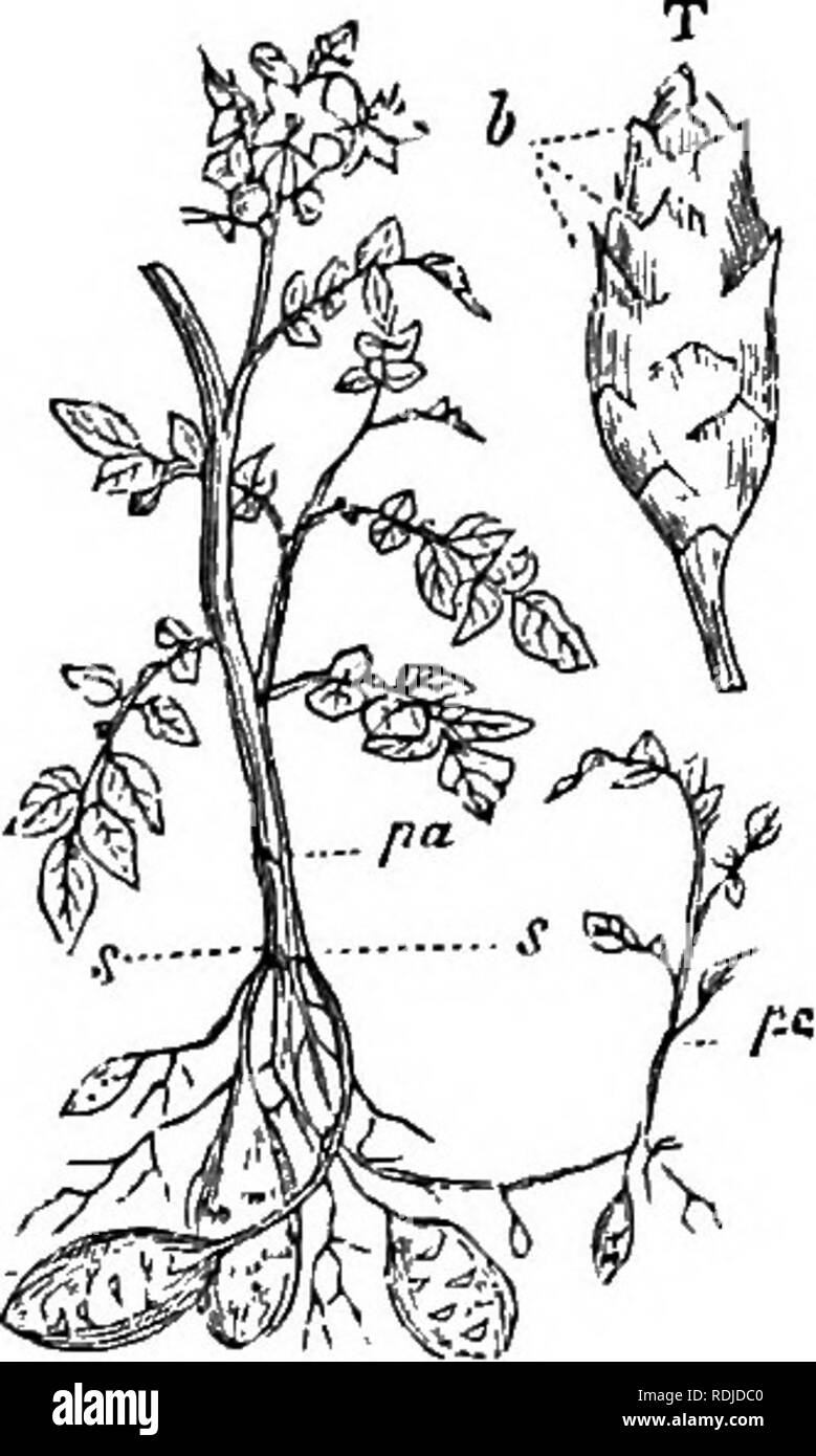 . Un manuale di botanica : essendo una introduzione allo studio della struttura, la fisiologia e la classificazione delle piante . La botanica. Fig. 108. Fig. 109. forma di tuberi. Tali tuberi occasionalmente diventare nodulated o elon- gated, o curvo in vari modi. Arrow-root è derivata dalla squamosa di tuberi di maranta anmdinacea. In Orchis i corpi radicolare chiamato tubercules, o da alcuni dei tuberi, appartengono al sistema di root (fig. 101). In didymous (twin) Tuberi di Orchis mascula, si trova alla fine della stagione uno di loro appassiti, mentre l'altra è vigorosa e porta un bud al suo apice. Il più basso Foto Stock
