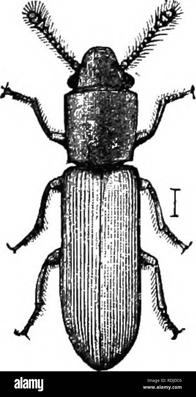 . Un illustrato catalogo descrittivo dei coleotteri o coleotteri (esclusiva della Rhynchophora) noto verificarsi in Indiana : con bibliografia e descrizioni di nuove specie . Coleotteri. Il PIjAT scolitidi. 563 1072 (3302). SiLVANCs imbellis Lee, Proc. Phil. Acad. Nat. Sci., VII, 1854, 77. Allungato, piuttosto strette, depresso. Rossastro scuro-marrone, subopaque, molto profondamente e fittamente forata. Torace leggermente più lunga che larga, i denti di angoli anteriore ma leggermente sviluppato; disk finemente e densamente punc- tate ; hind angoli ottusi. Lunghezza 2,5 mm. In tutto lo stato; frequenti. Febbraio 4-n. Foto Stock